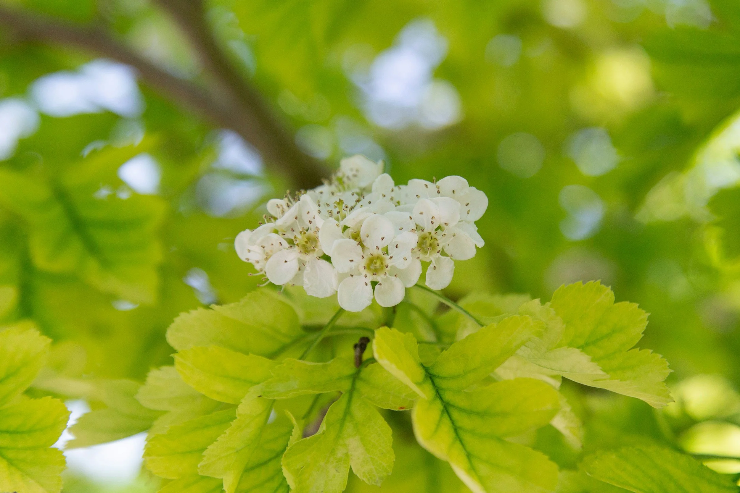 May 2026 Newsletter