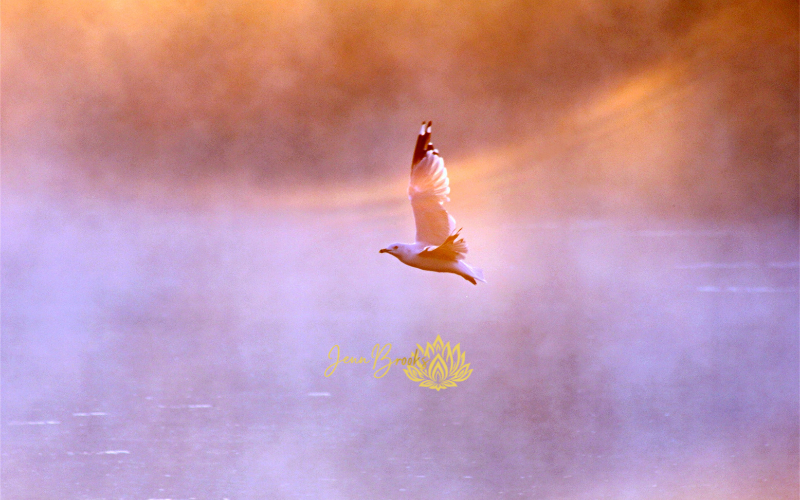 Breath + Somatics ONLINE