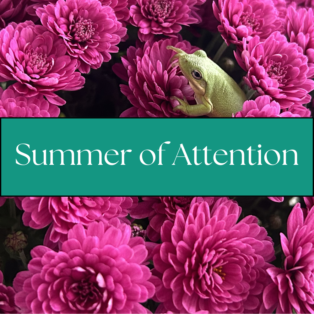 Summer of Attention (from 6/27 to 8/22)