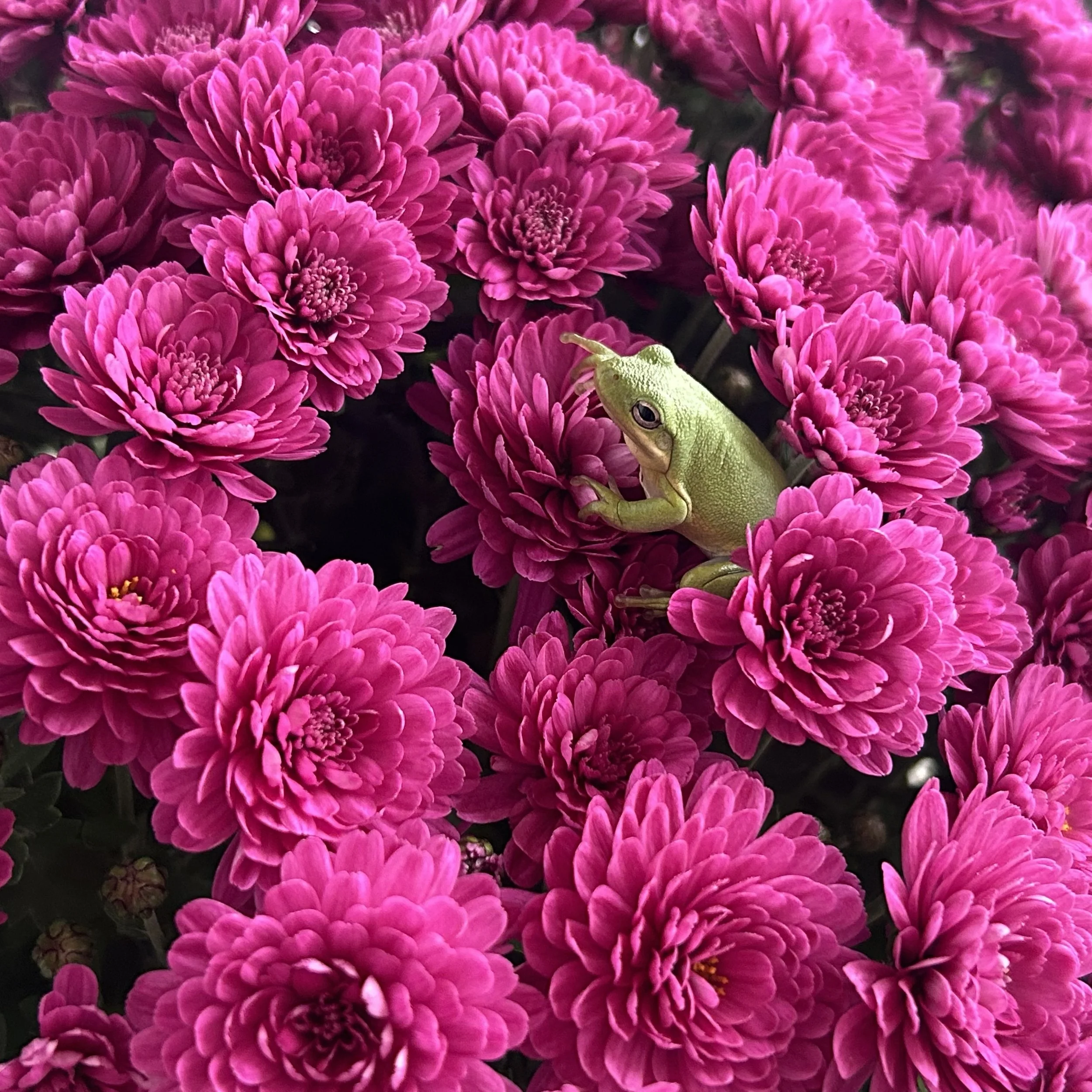 Close-up of numerous bright pink flowers with a small green frog hidden among the blooms.