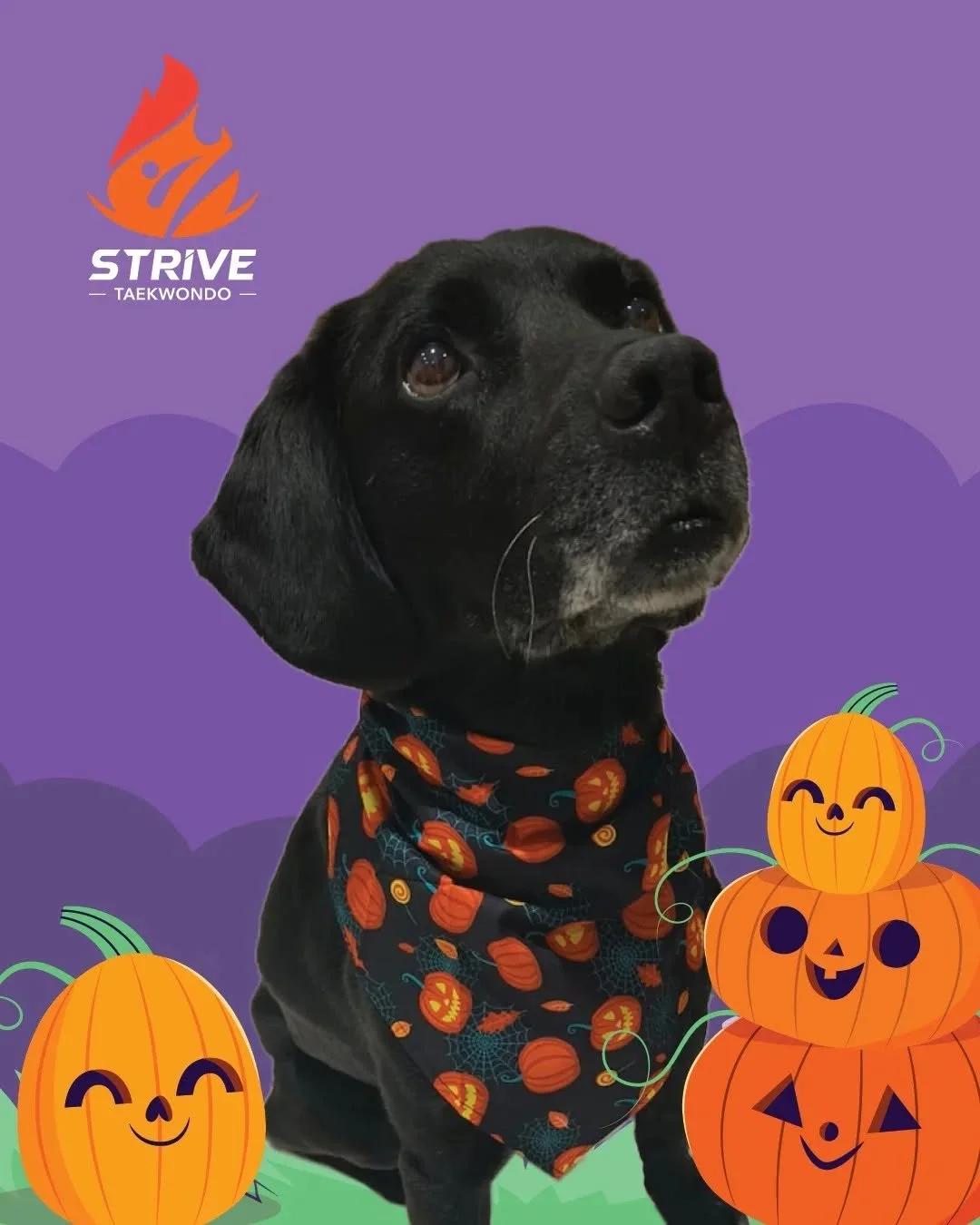 Happy Spoooookkyy Time! From our Chief Happiness Officer (CHO) 🎃 👻 🎃 👻

#taekwondo #strivetaekwondomt #halloween #cho #happiness #spooky #spookyseason