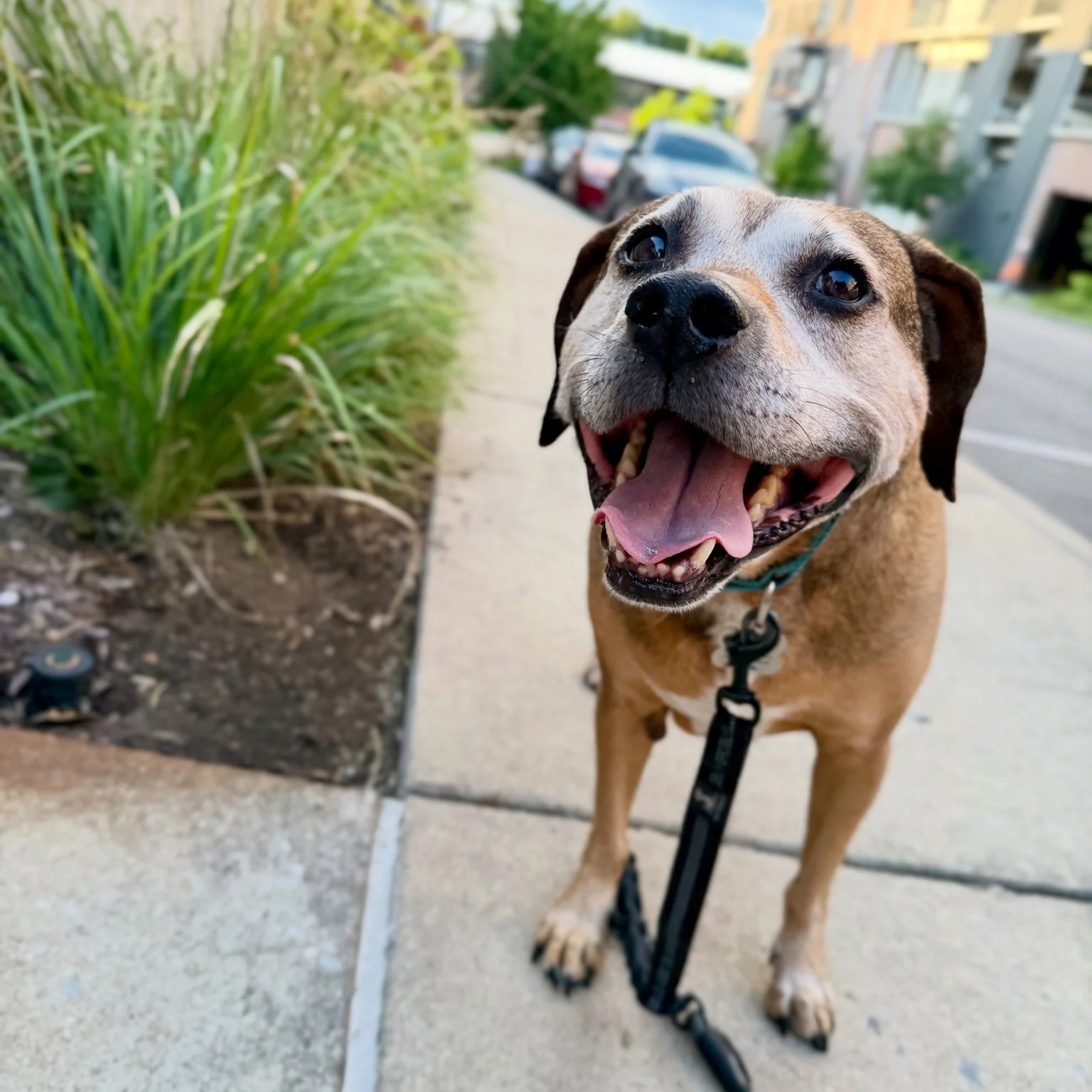 A happy dog with its mouth open and tongue out, standing on a sidewalk next to some green plants.
