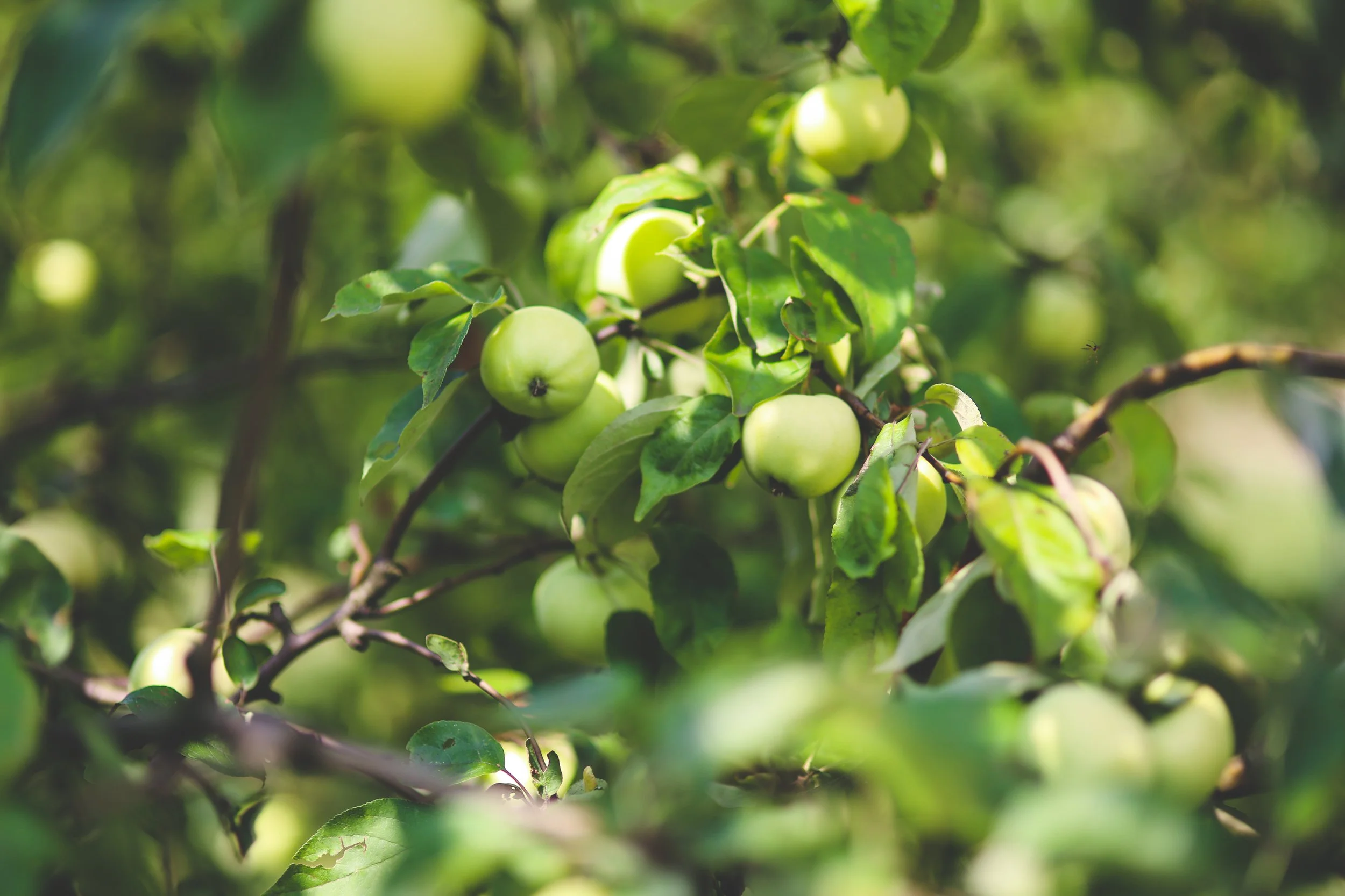 Apple Fest