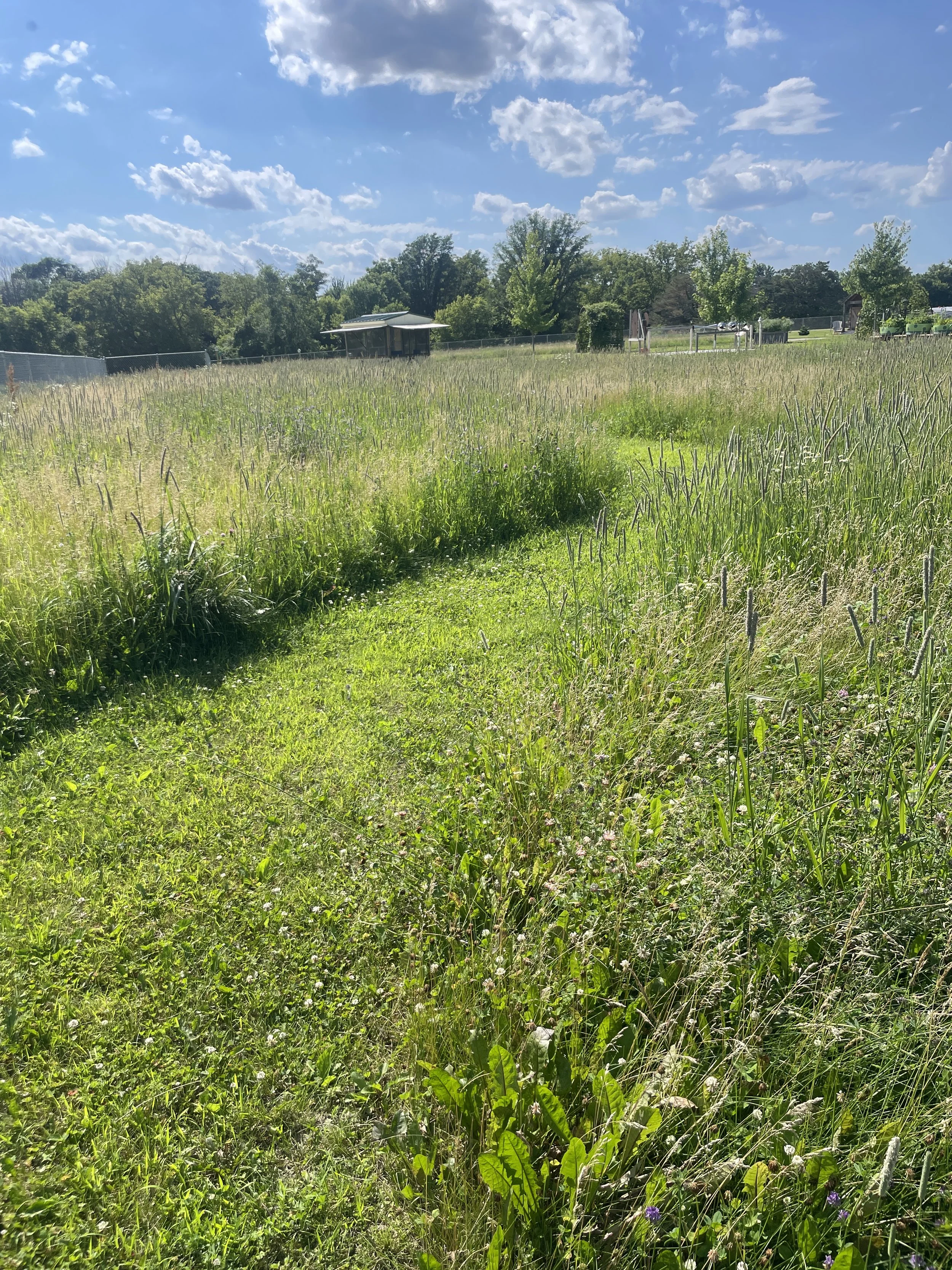 a mowed path through wildflowers