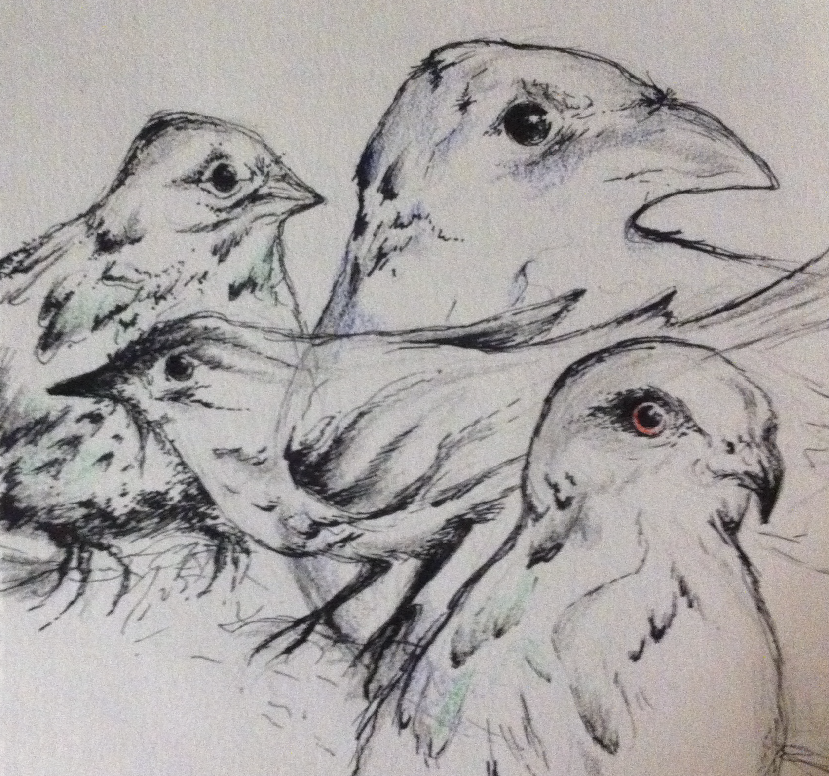 Birds