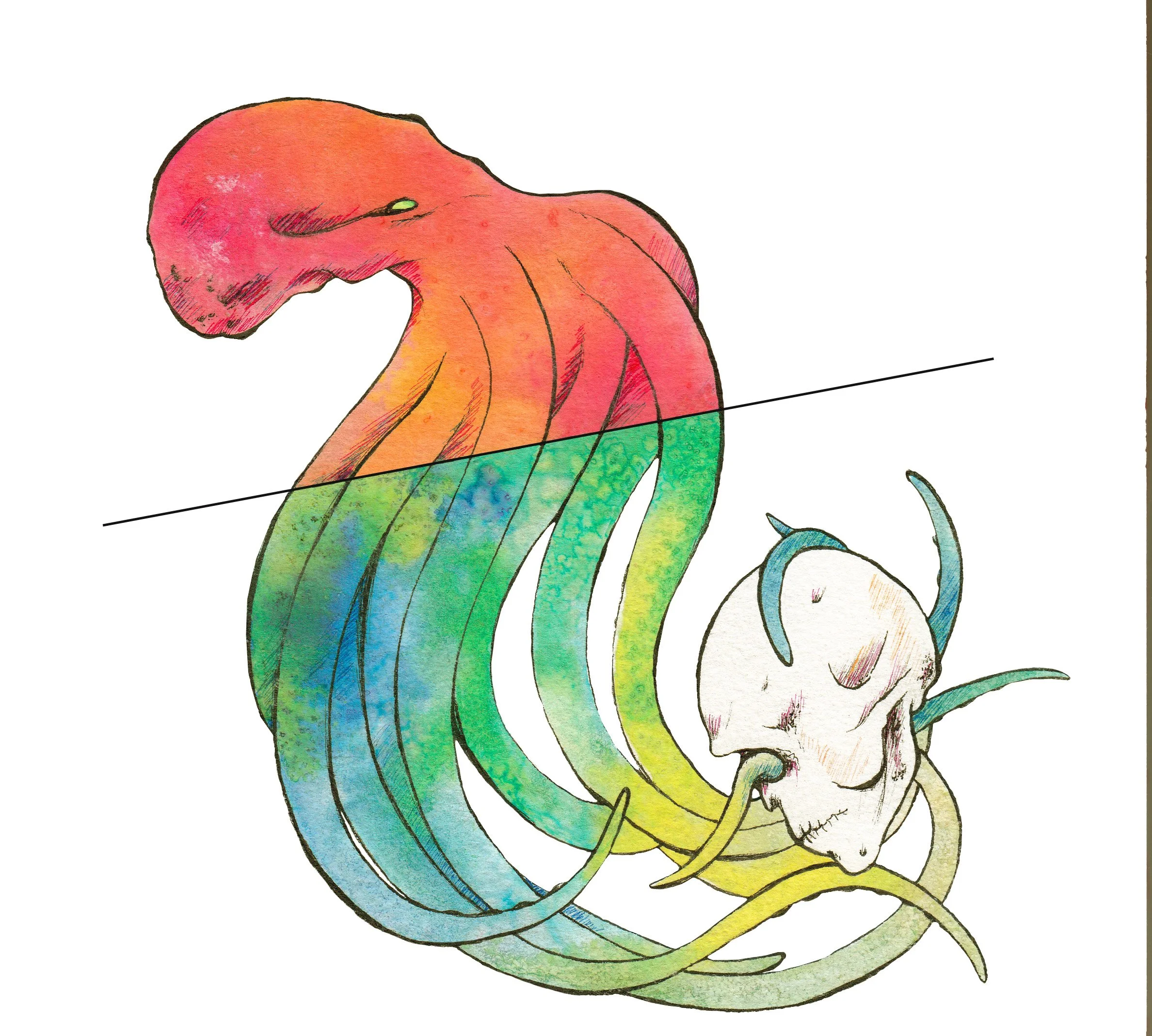 Octopus