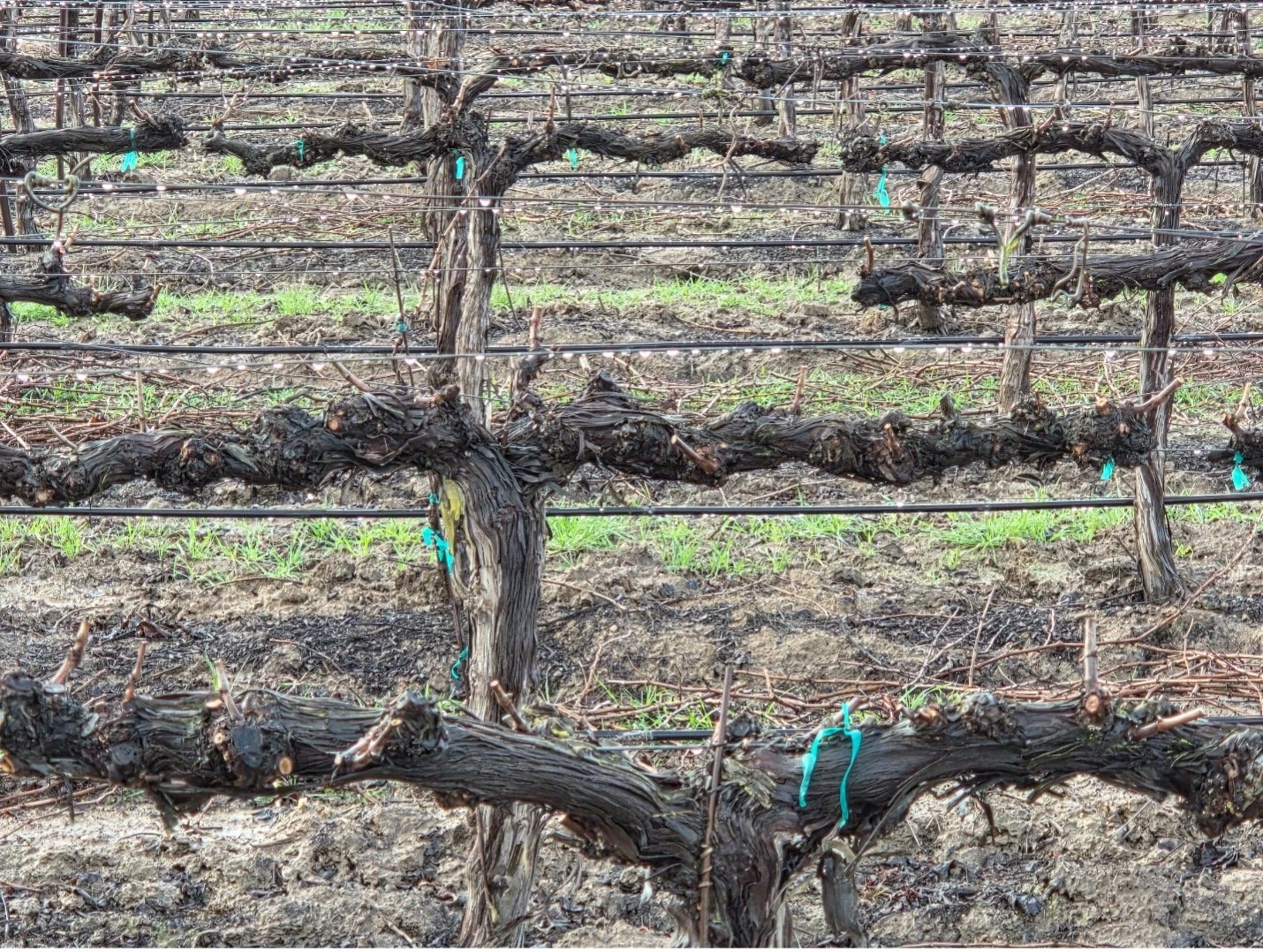The Quiet Race That Shapes the Vintage - read our new Grapeline blog on our website under "Our Story" 

Small armies of highly skilled pruners swarm Le Vignes vineyards, cutting canes and arranging vines for next season&rsquo;s growth. With