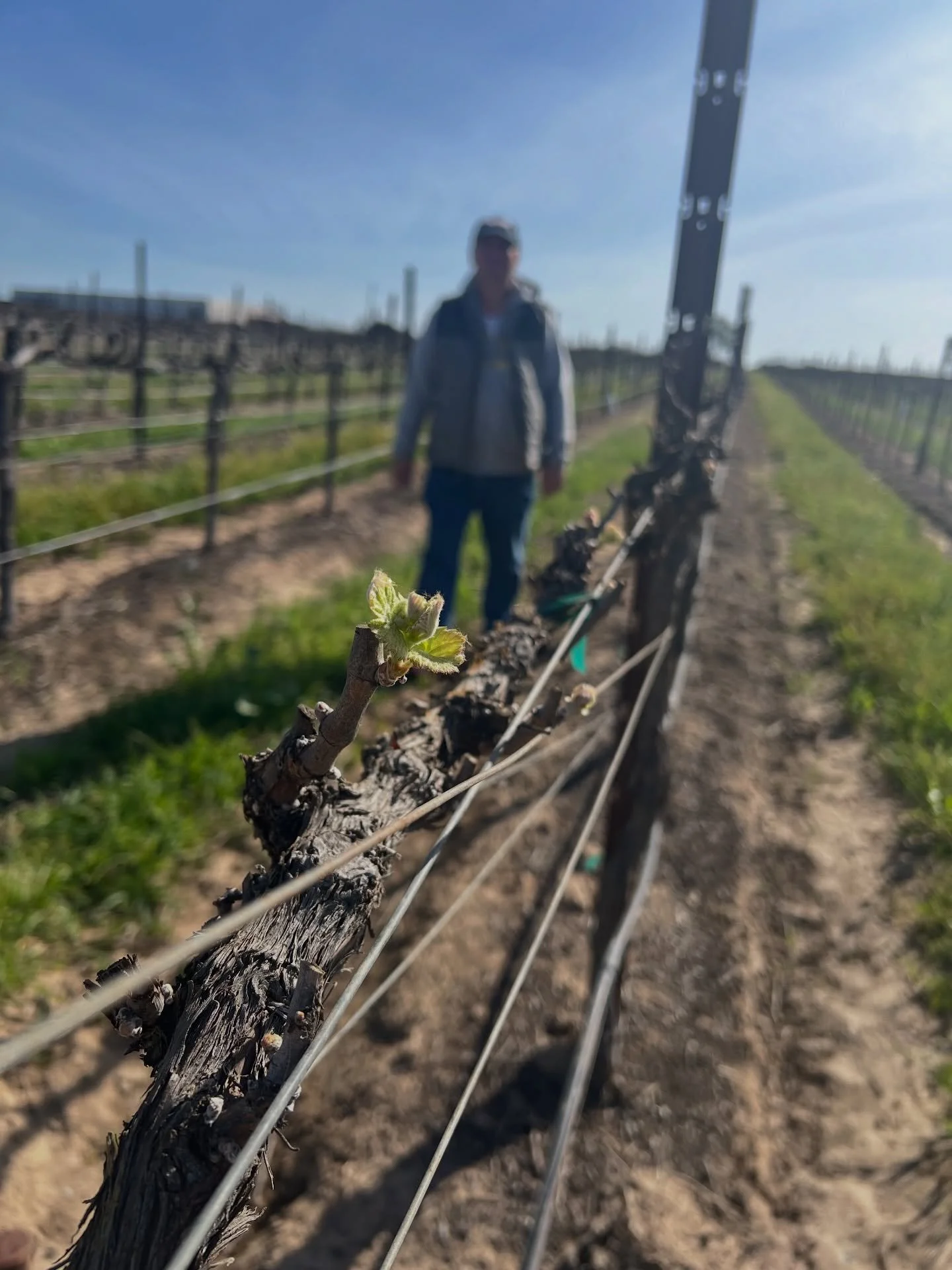 Well hello leafy greens 🍃