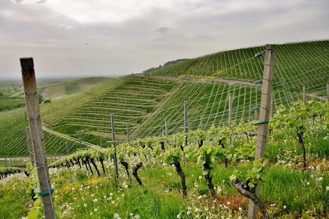 Wine, etc.: Everything changed for Bordeaux with 1982 vintage | COMMENTARY