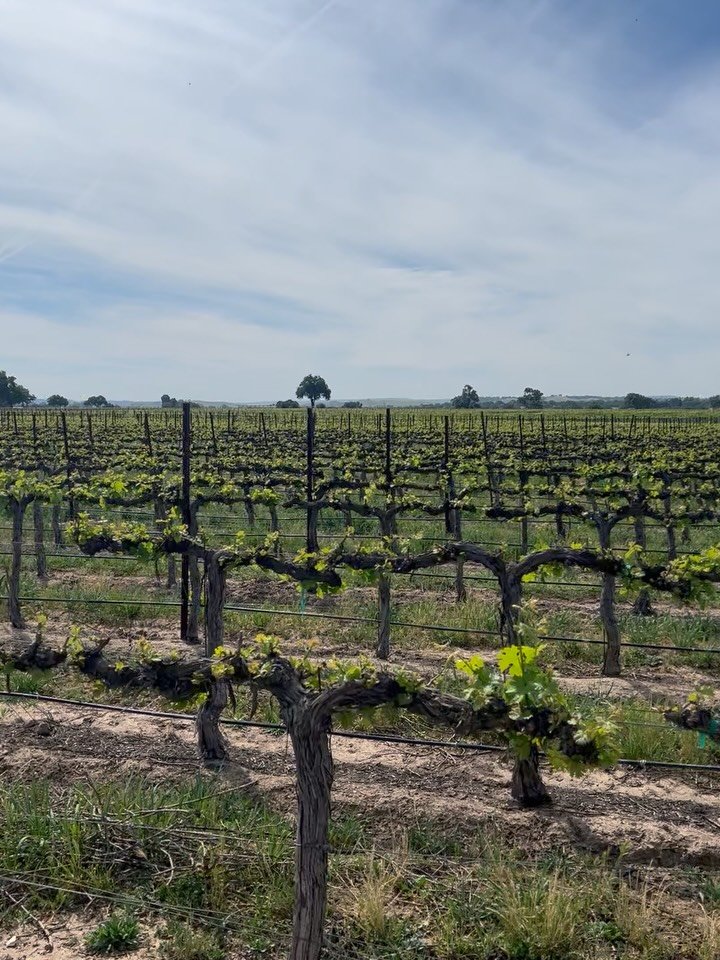 Spring has sprung! The vines are popping with new growth. Baby grapes are basking in the sunshine, getting their photosynthesis on. Everyday, we see increased thickening of vines and curly tendrils reaching for the sky. It&rsquo;s a beautiful time to