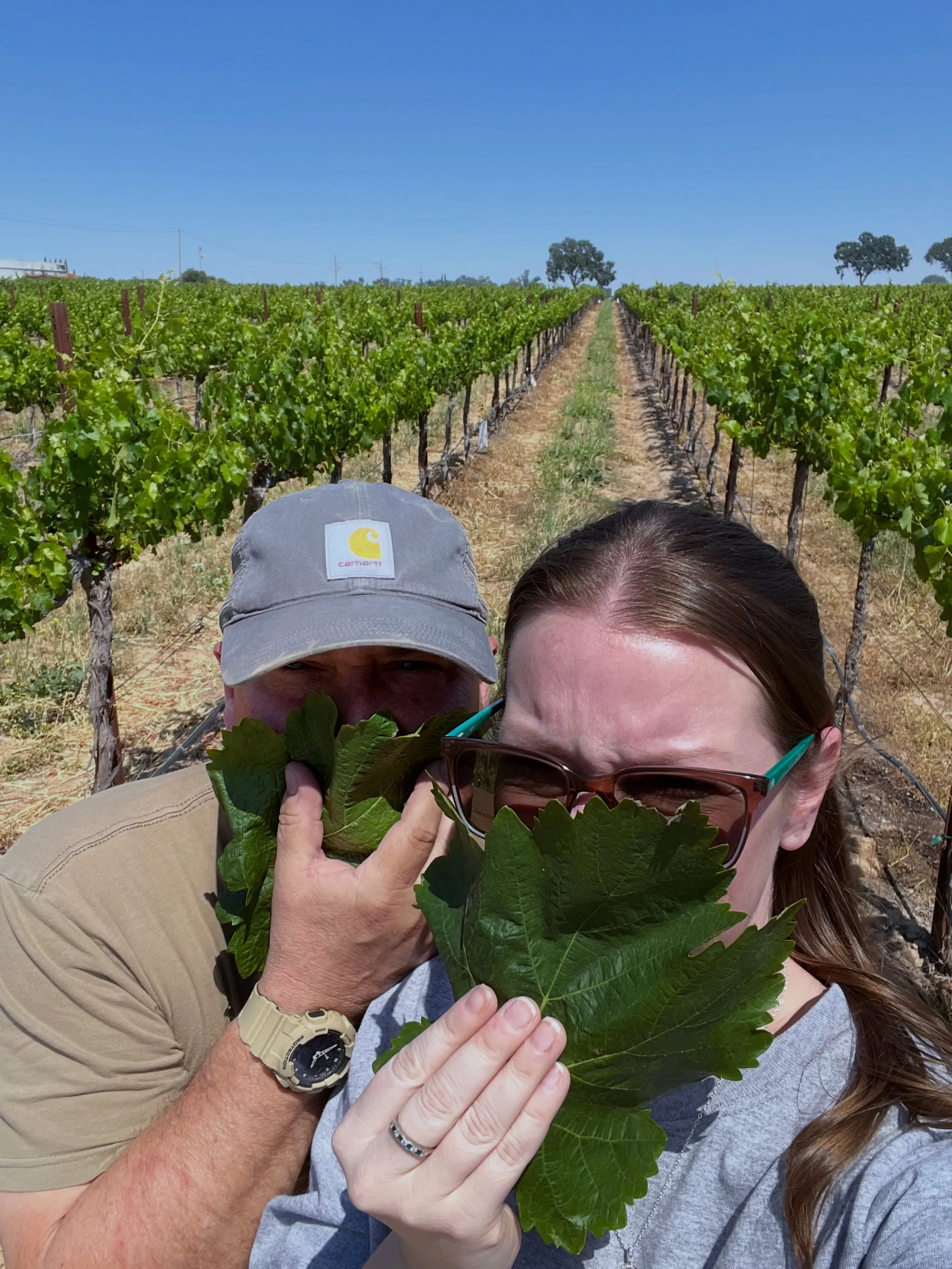 These Nero leaves are as big as our faces! Ben and Michelle took a stroll through Block 4 of our Domenico Estate today, observing the growing vines and developing grape clusters. It&rsquo;s looking green, full, and healthy out there.