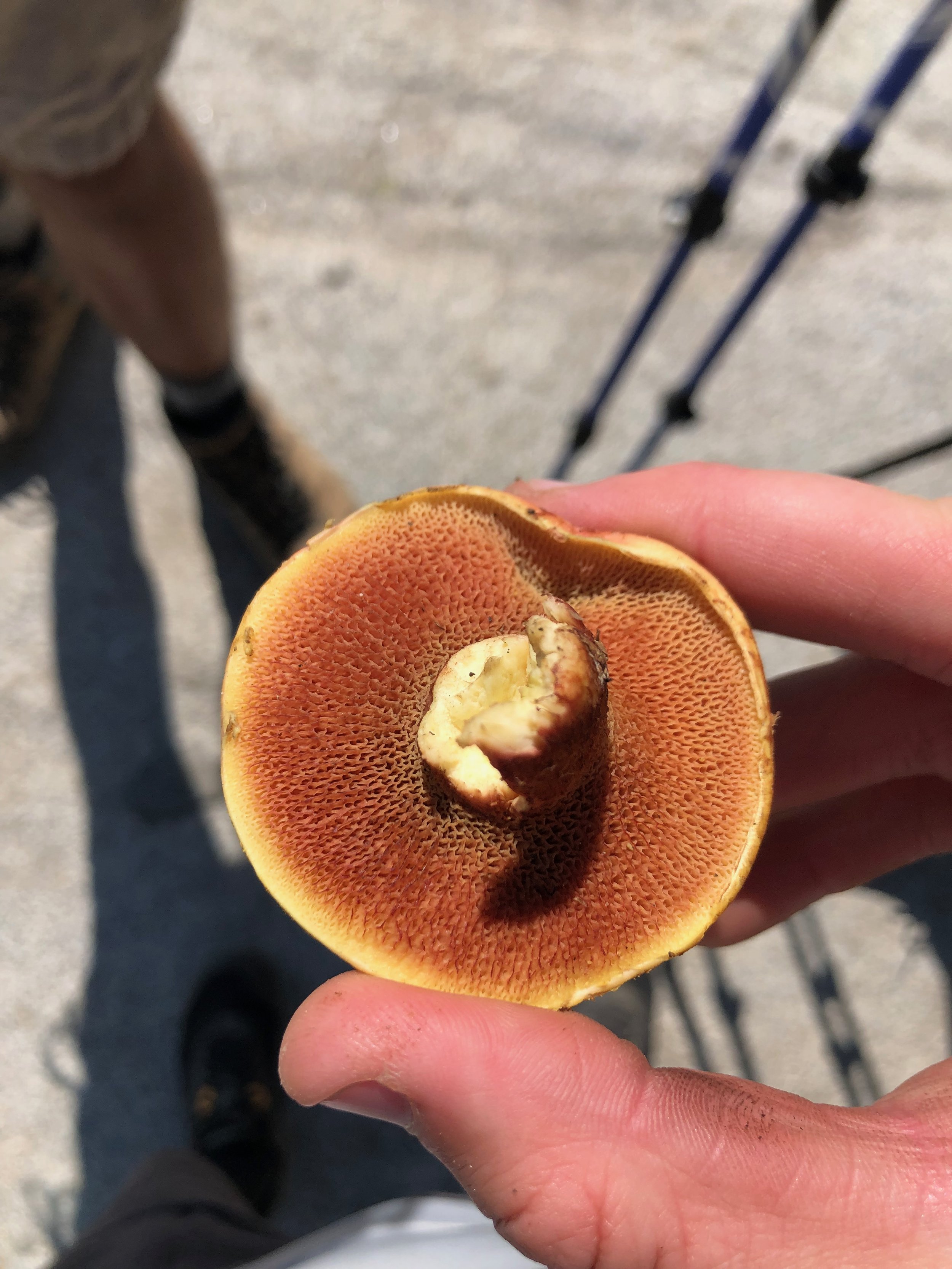 Multi-colored Bolete Mushroom