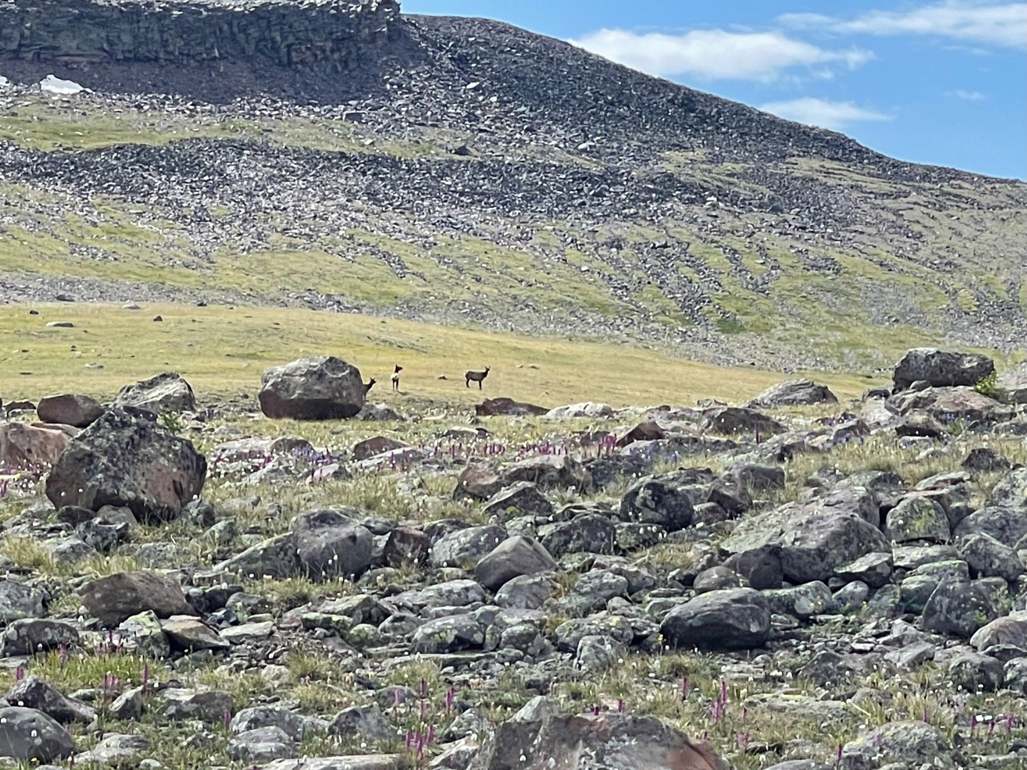 Elk its children