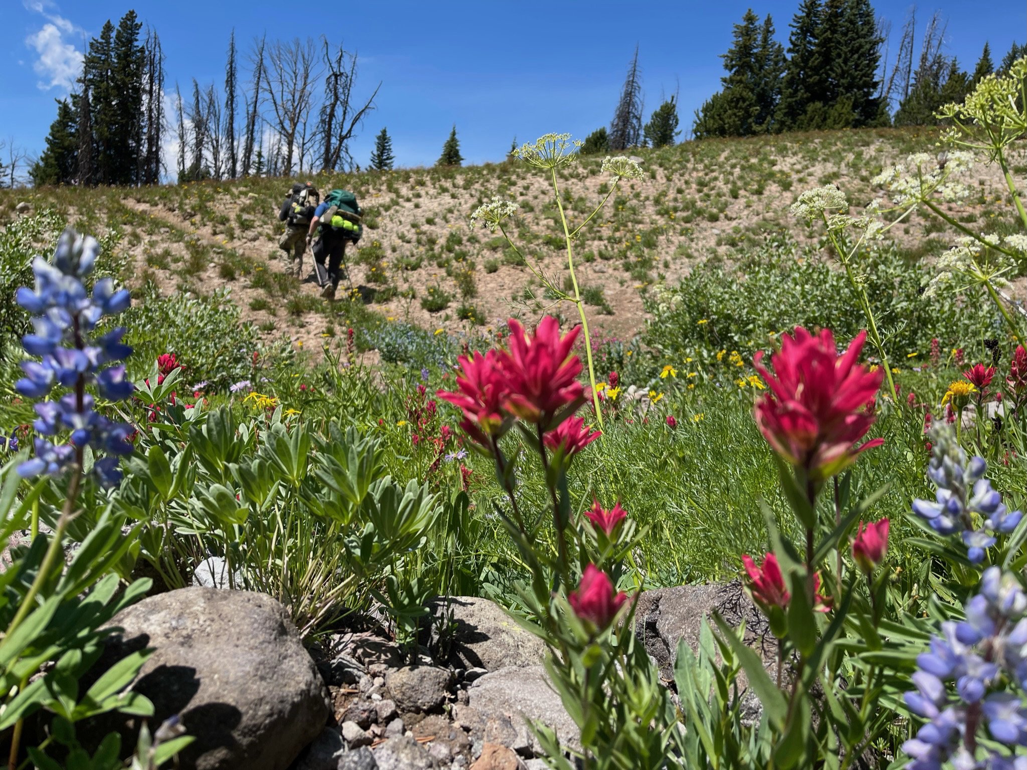 Magenta Indian Paintbrush and Purple Lupine