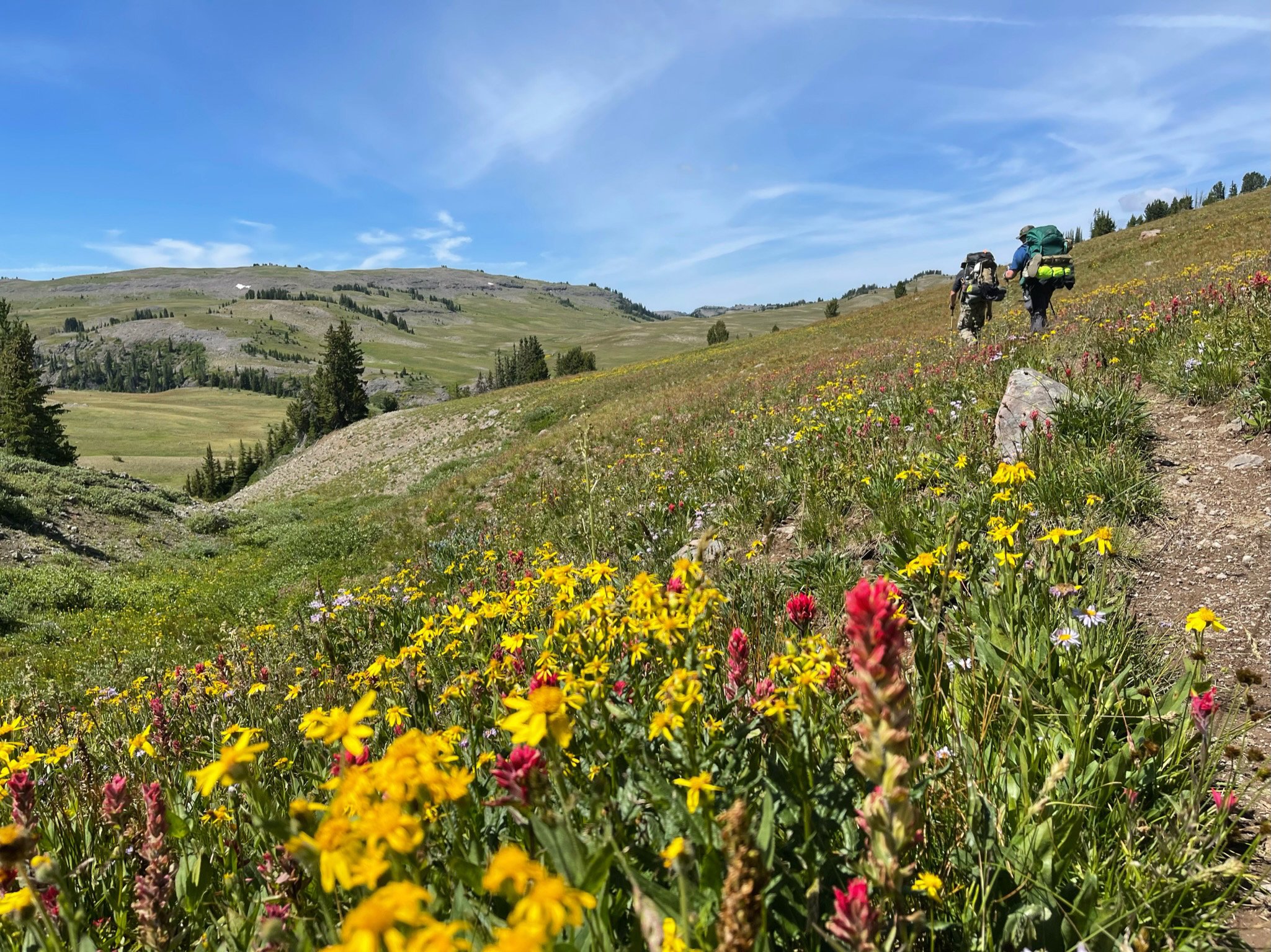 Wyoming Daisy and Indian Paintbrush along the trail