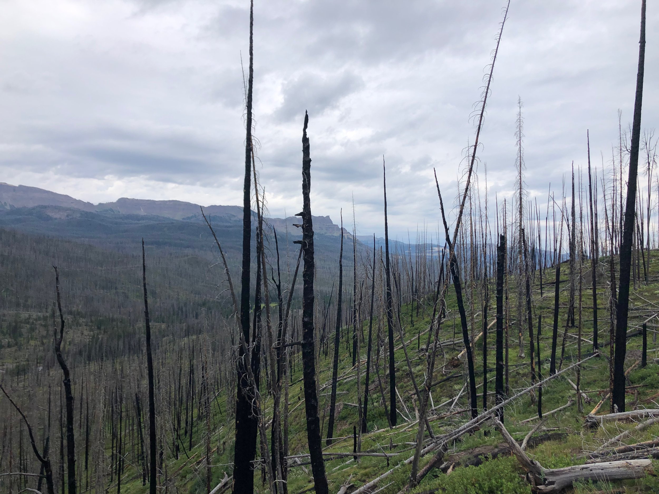 Burn area