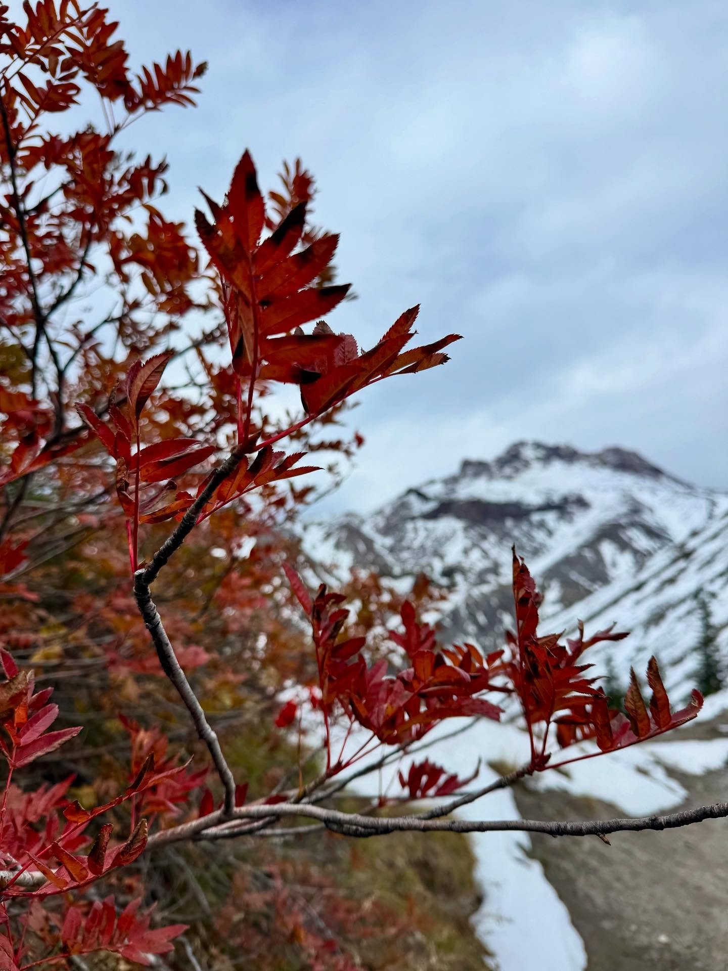PCT: OR Section G - Cascade Locks to Timberline (SOBO)

The final blog is posted! This was the last section of the PCT for me 😌

I passed tons of waterfalls at Eagle Creek and had tender moments appreciating all the subtleties of nature I would miss