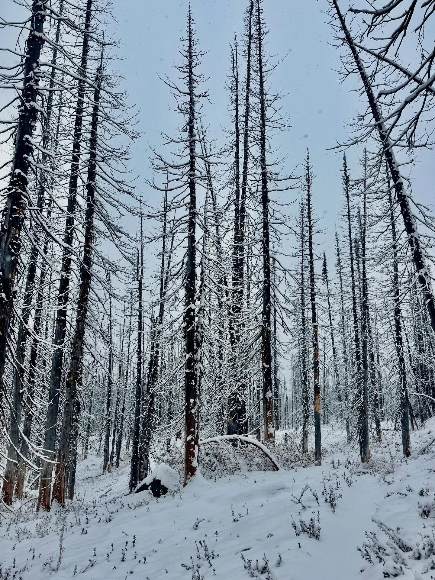 PCT: WA Section H - White Pass / Highway 12 to Cascade Locks (SOBO)

Blog posted!

This was a cold section 🥶 there was a snow storm in the forecast so I decided to try and get through the Goat Rocks before they became impassable.

The snow storm hit