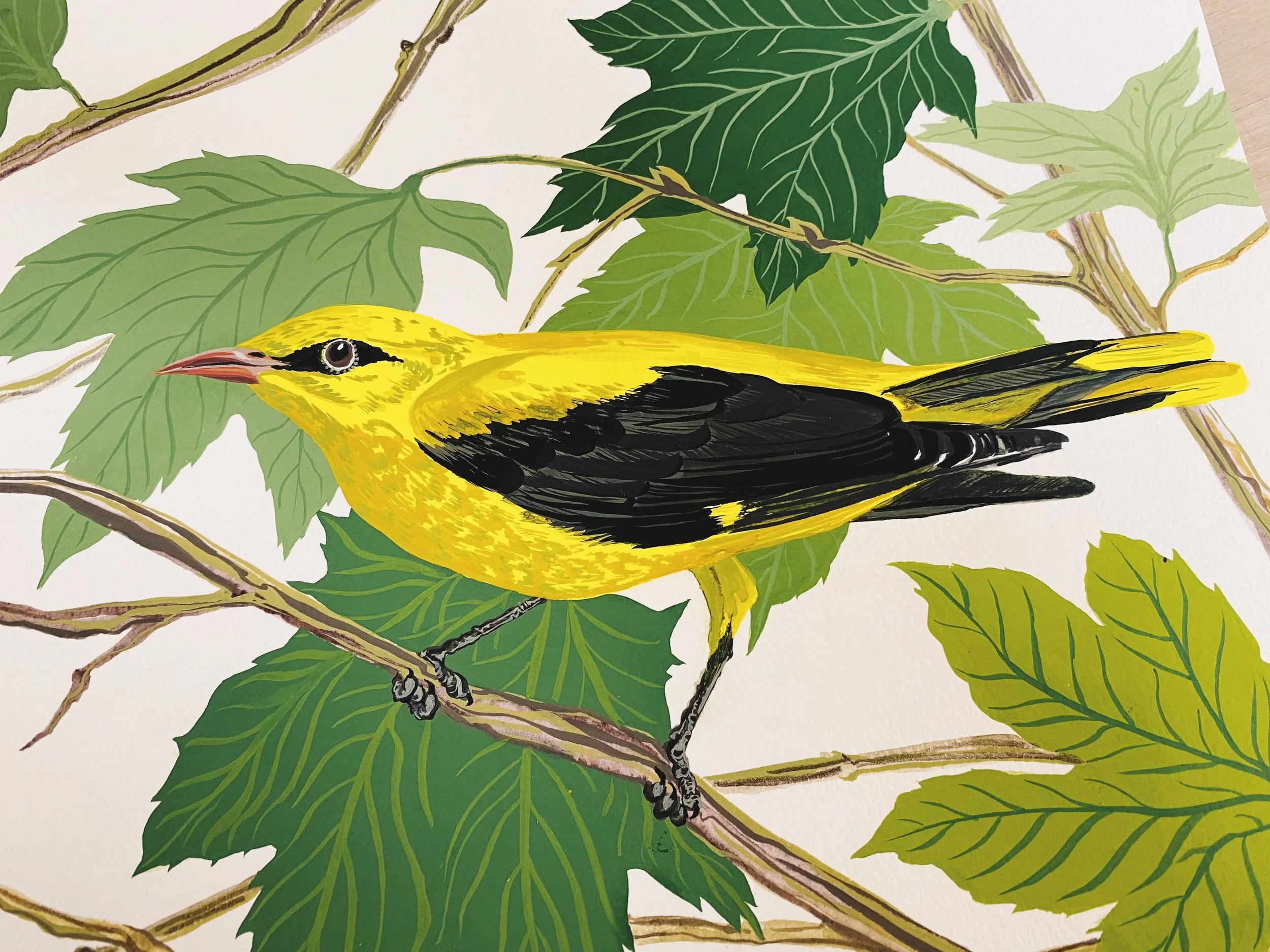 Golden oriole artwork by Edinburgh artist and printmaker Lynsey Jean Henderson