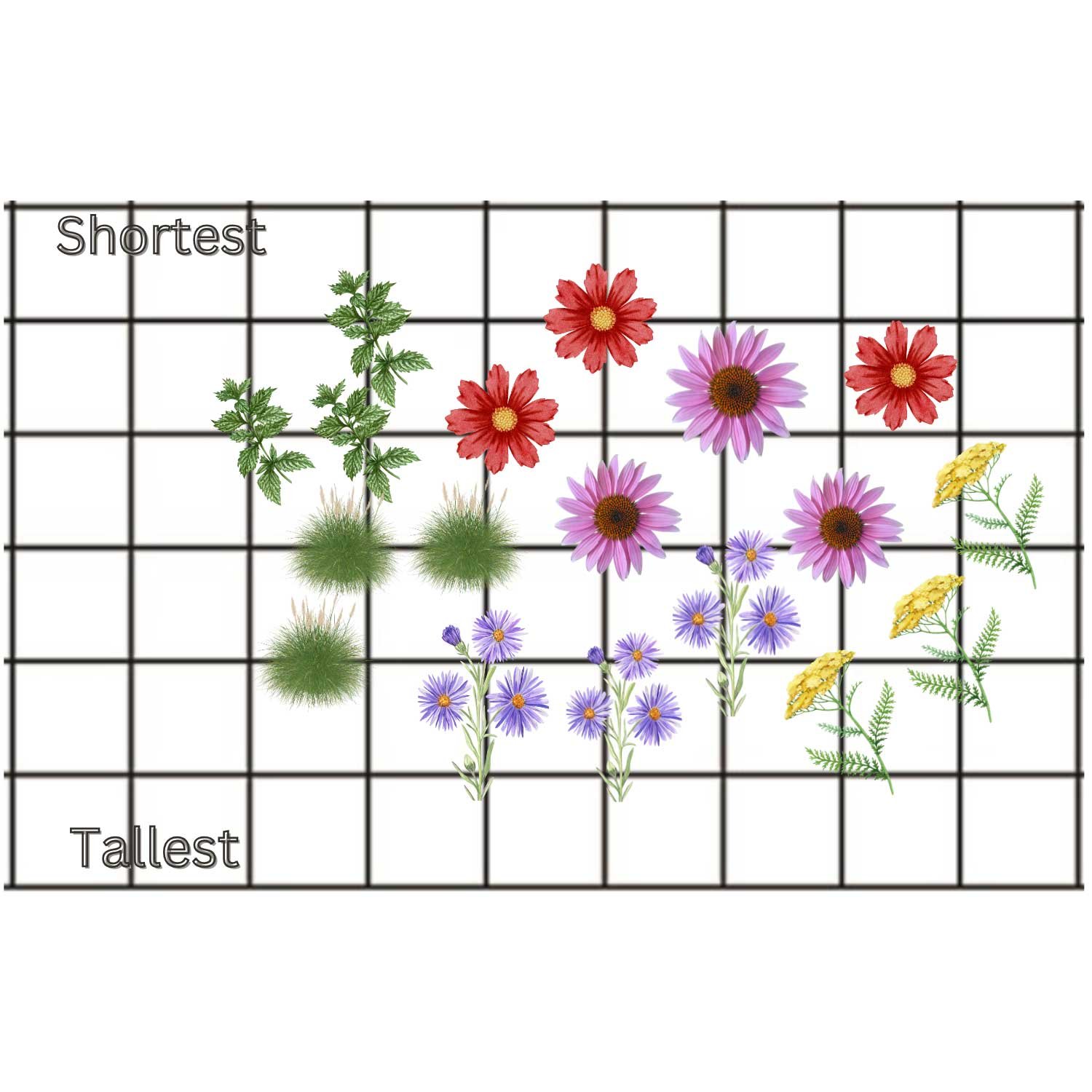 Pollinator-Patch-Design.jpg