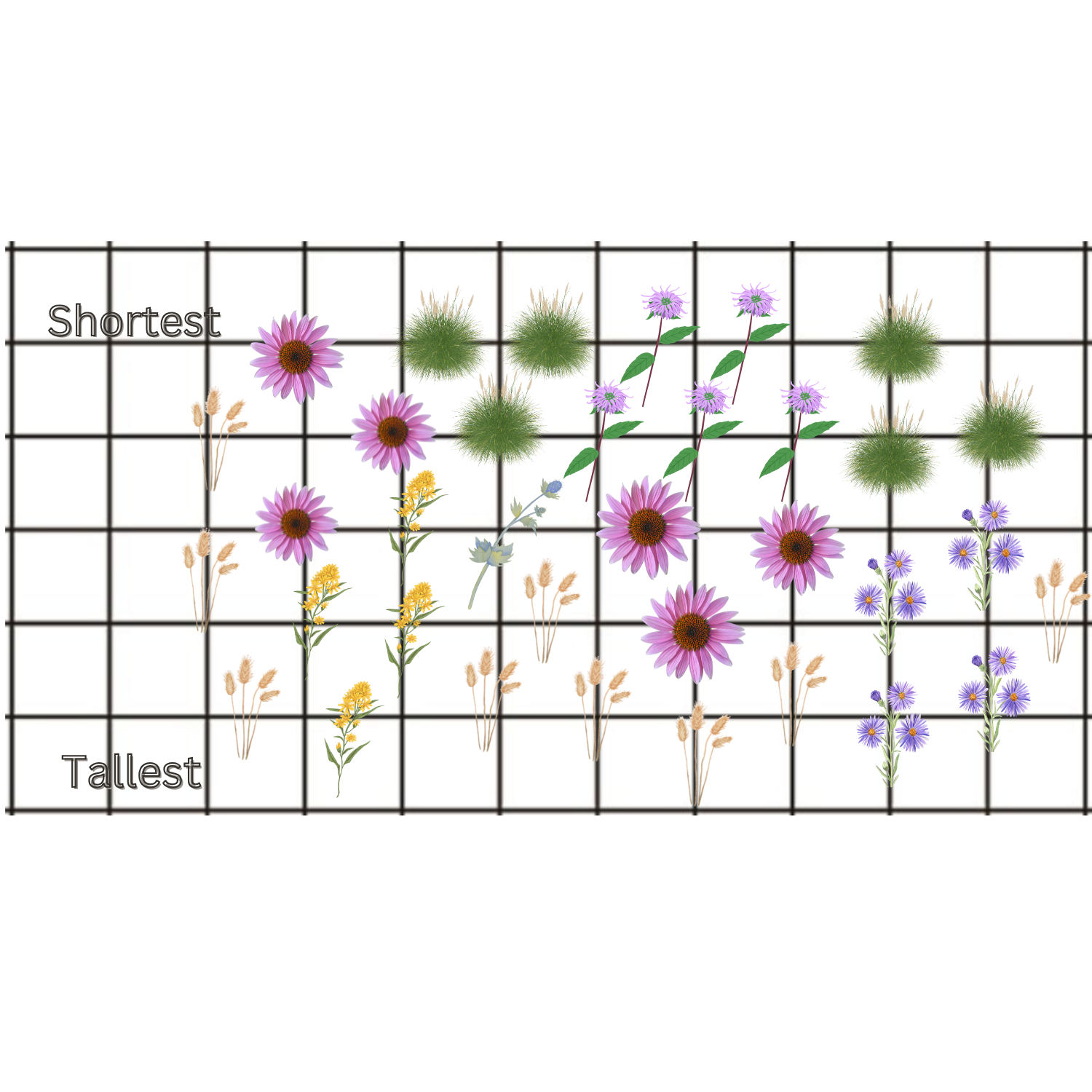 A Native Meadow Design.png