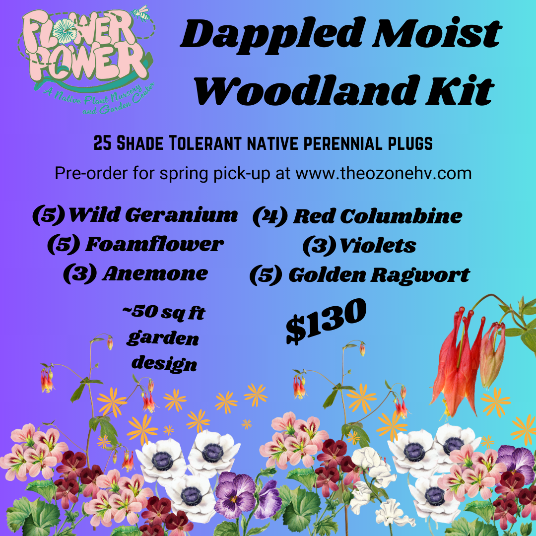 Dappled Woodland Garden Kit