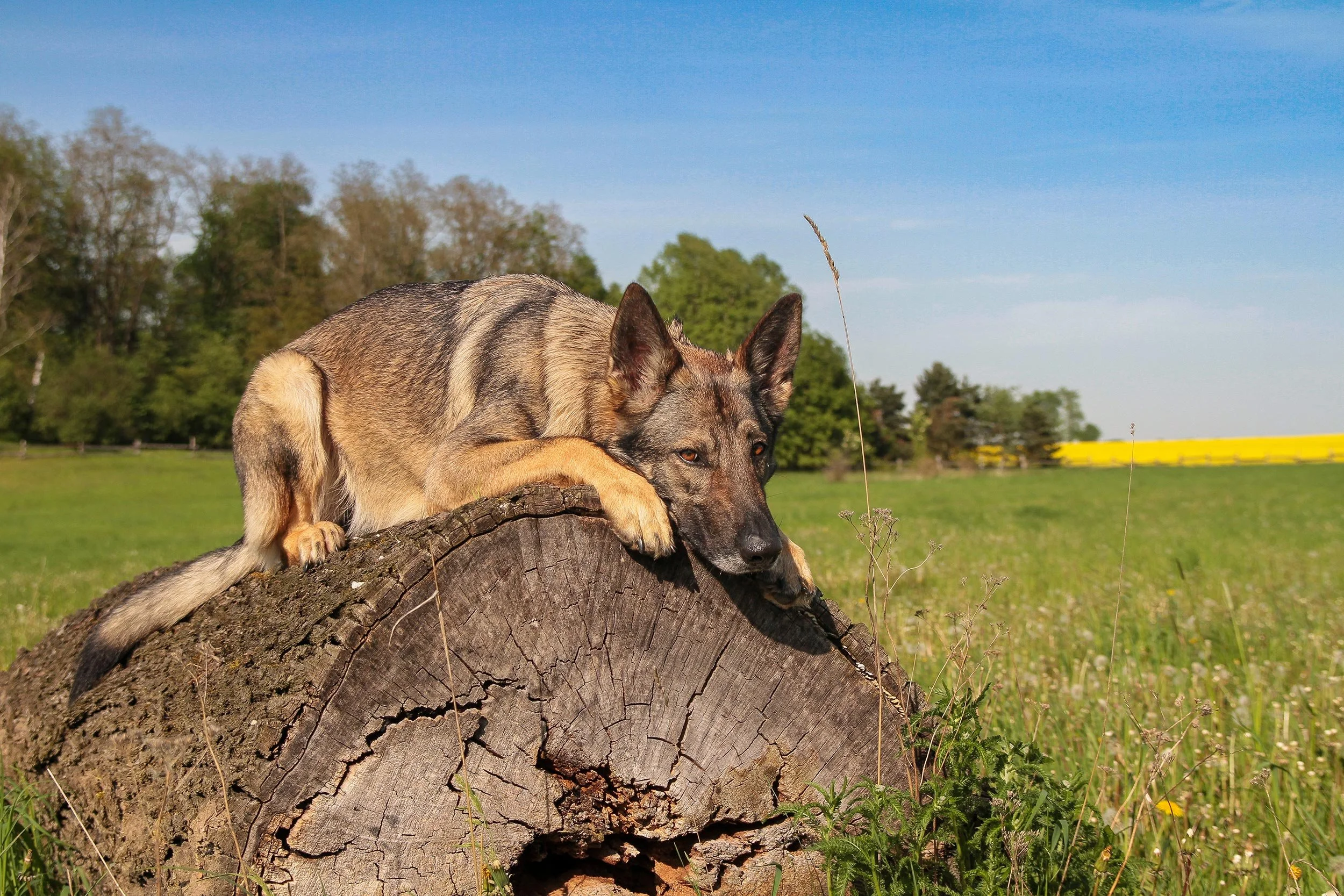 Schäferhündin Njoy von den Querulanten liegt auf einem Baumstamm.