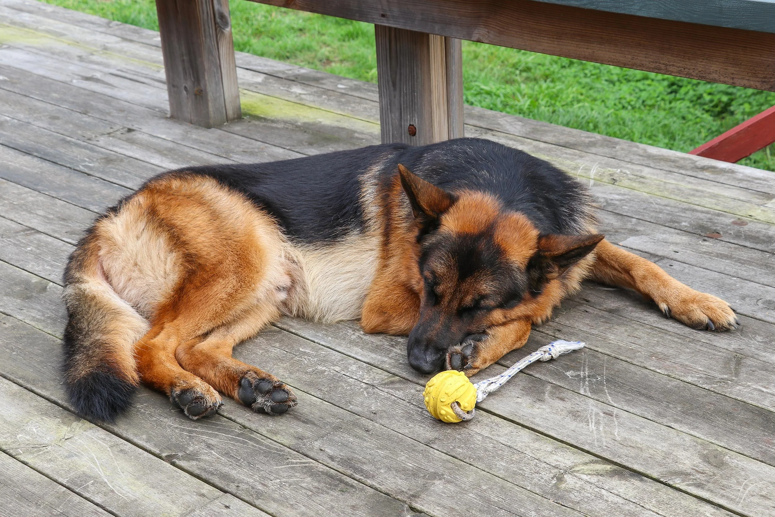 Deutscher Schäferhund Carlos von Regina Pacis liegt auf der Terrasse eines Ferienhaus und gönnt sich ein Mittagsschläfchen.