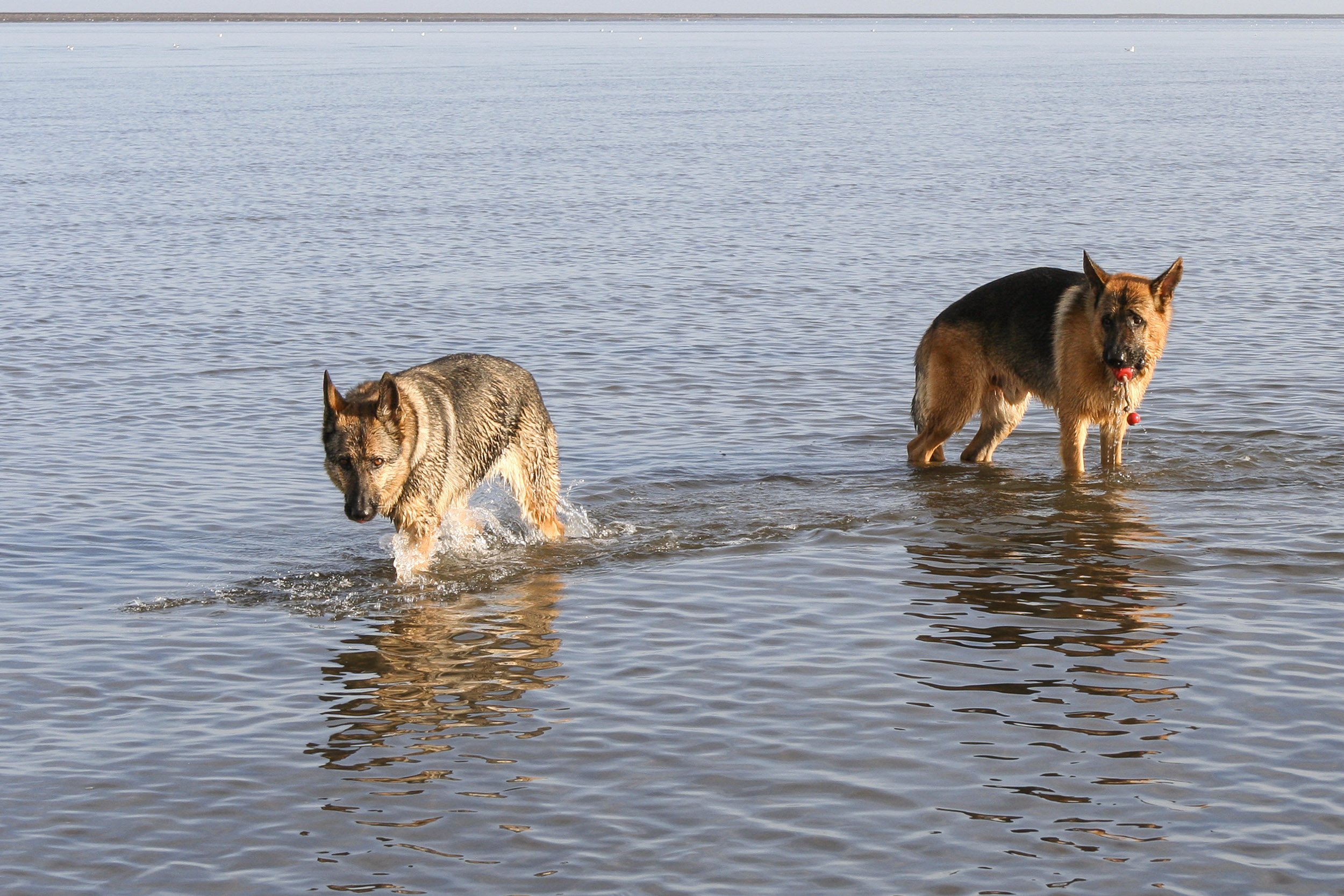 Zwei Hunde, ein Siberian Husky und ein Deutscher Schäferhund, laufen im Wasser an einem See.