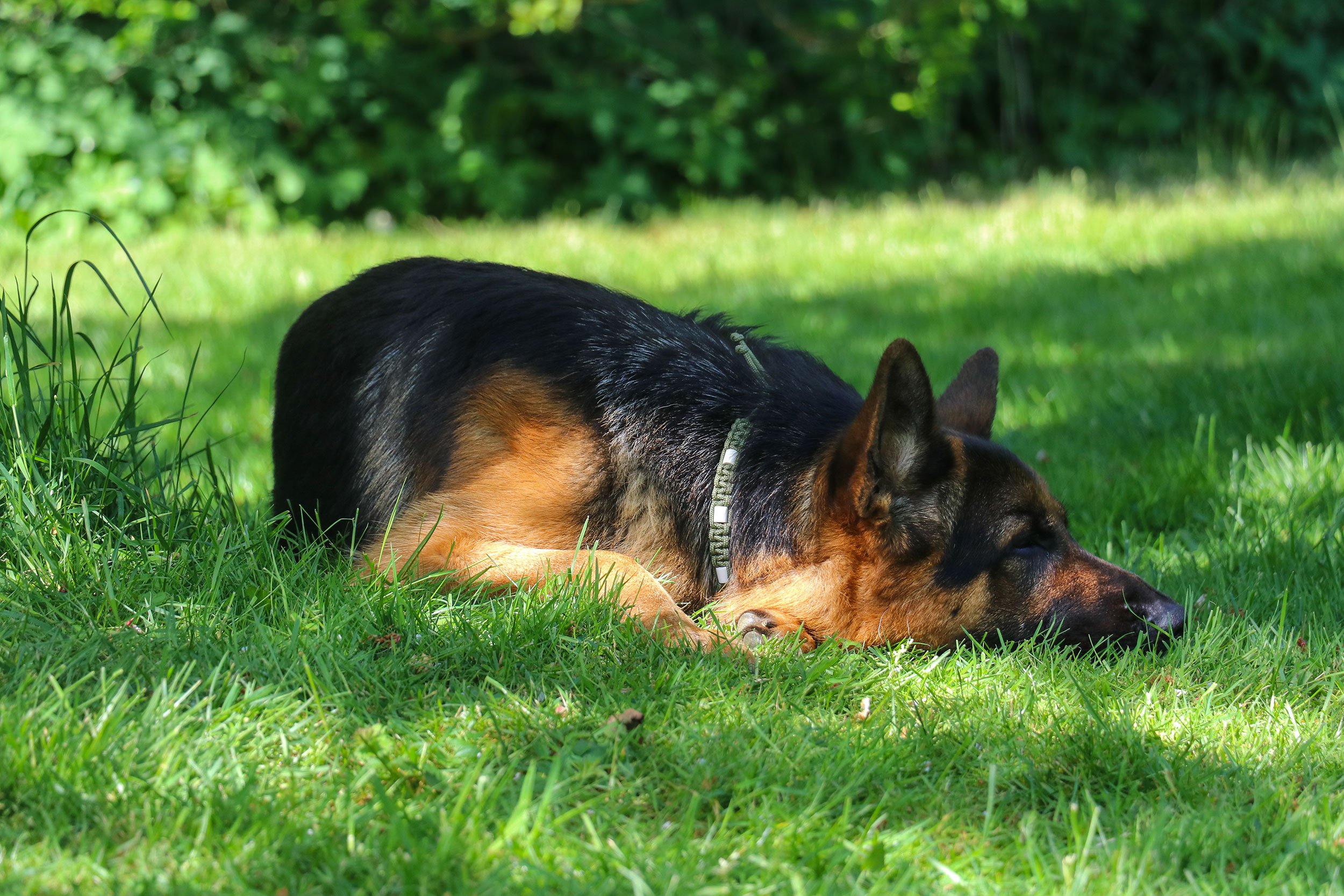 Deutscher Schäferhund Carlos von Regina Pacis döst im Garten.