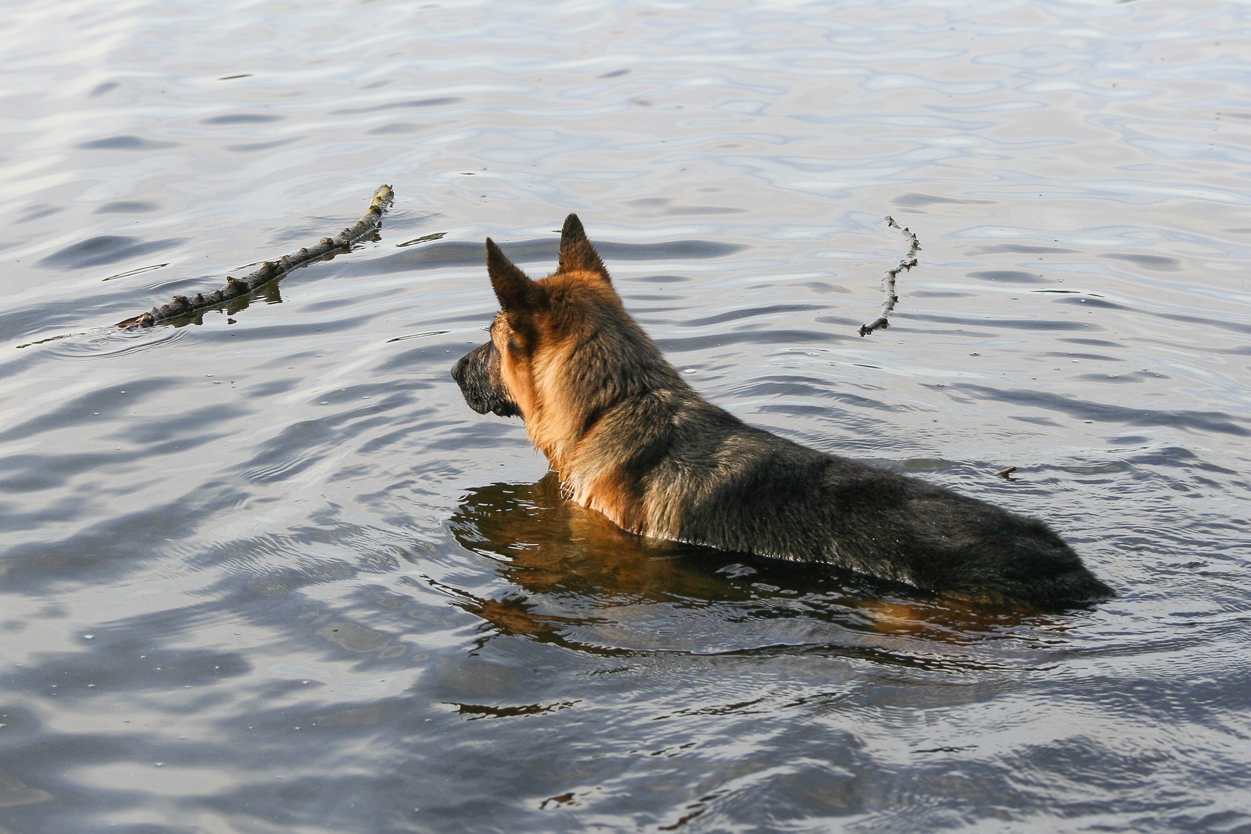 Schäferhund Shino vom Thermodos versucht ein Holzstöckchen aus dem Wasser zu holen.