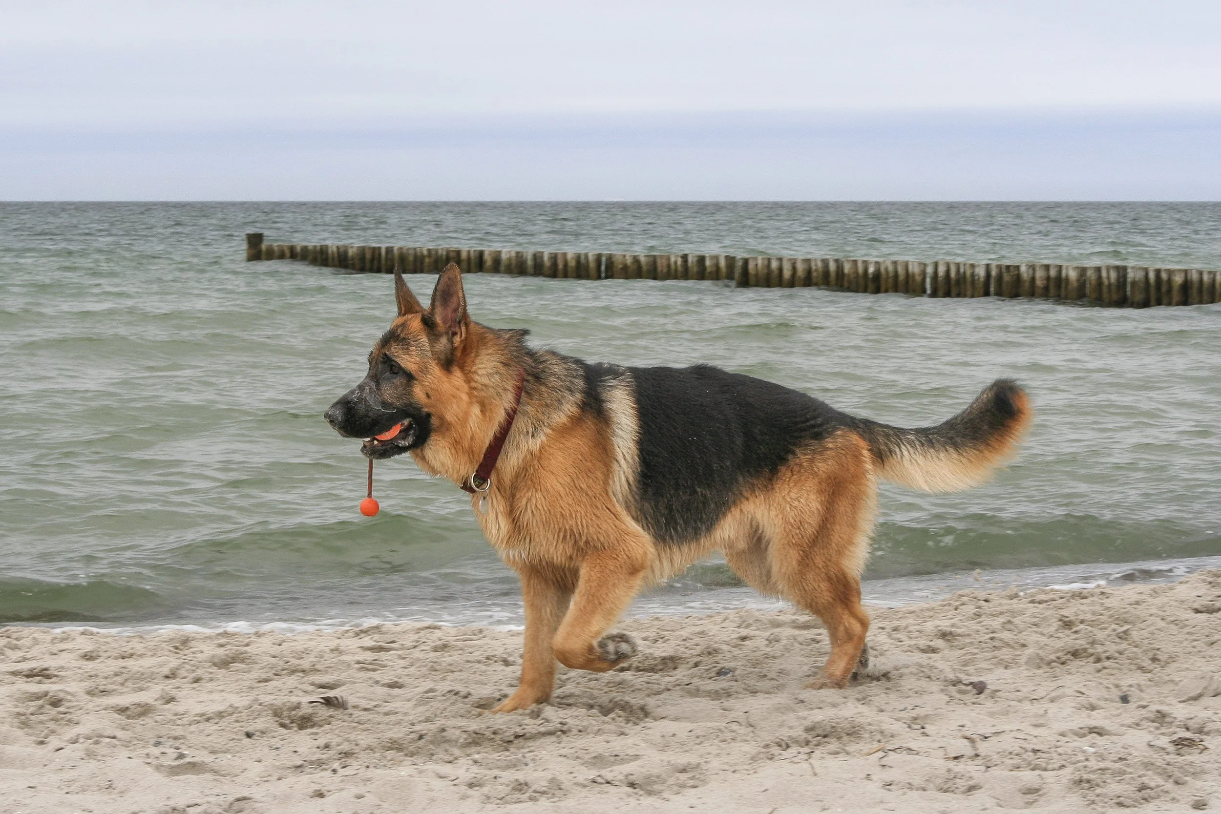 Schäferhund Shino vom Thermodos mit seinem Ball am Strand an der Ostsee.