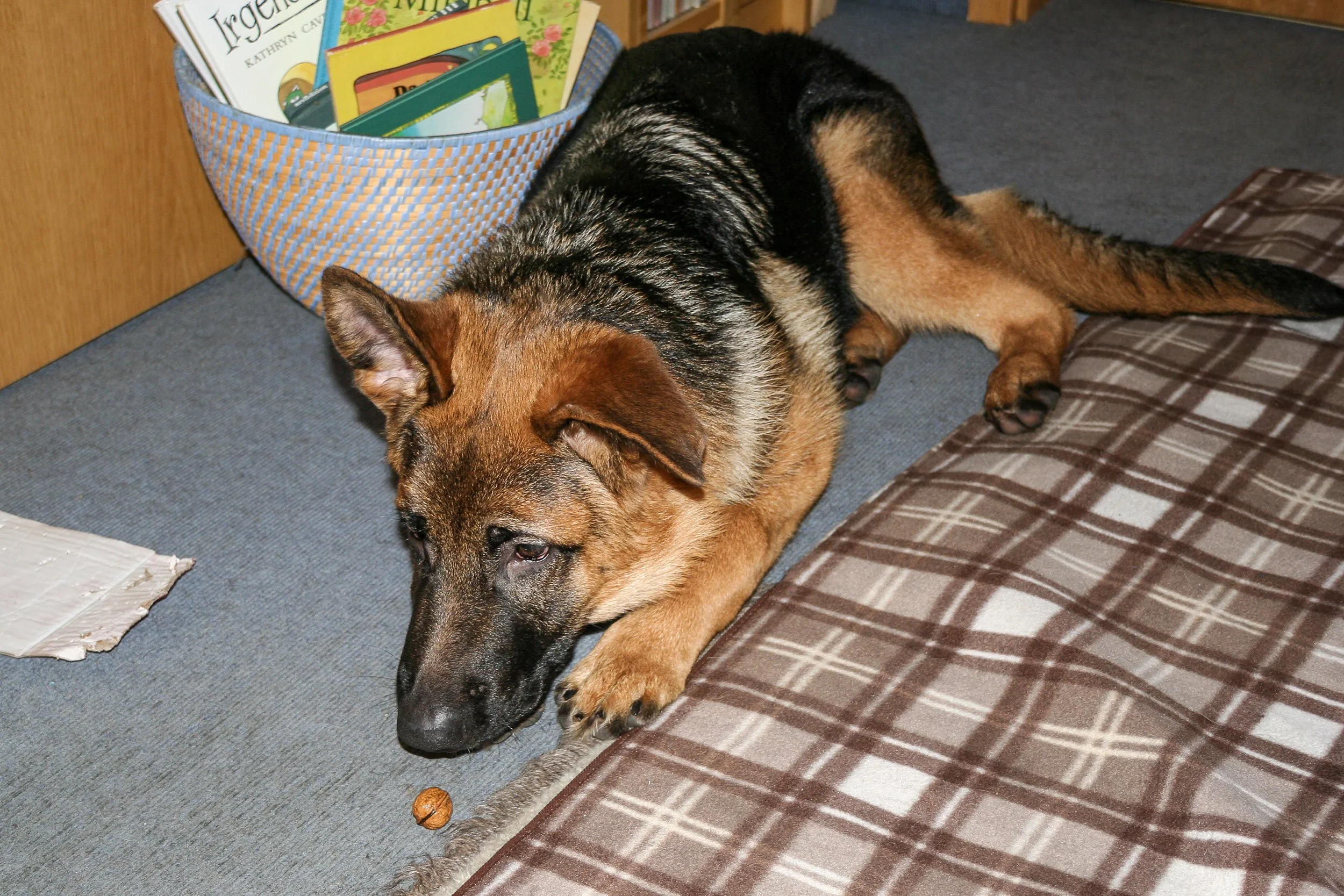 Schäferhund Shino vom Thermodos als Welpe.