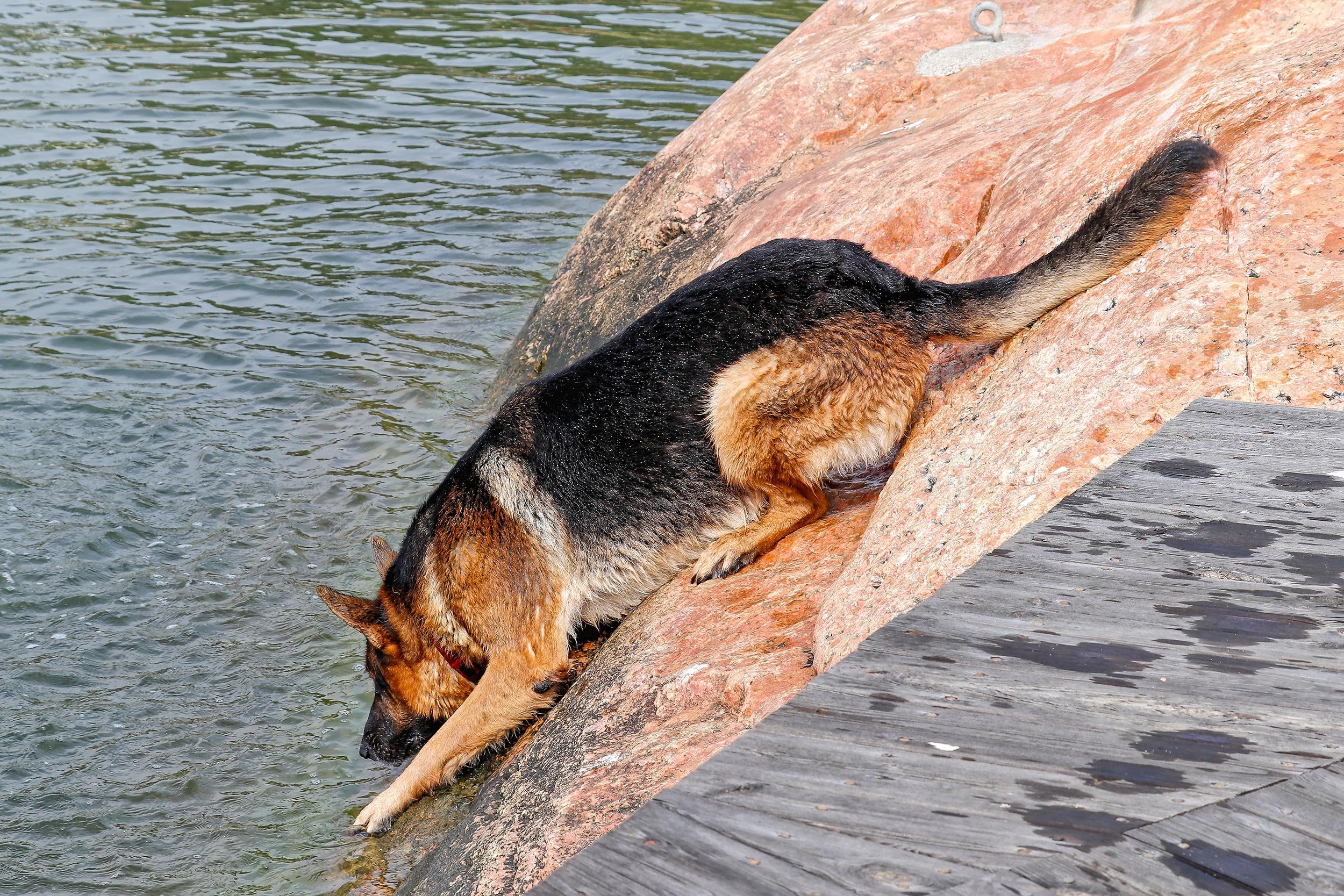 Schäferhund Merlin vom Hammelsbacher Hof rutscht von einem Schärenfelsen ins Wasser.