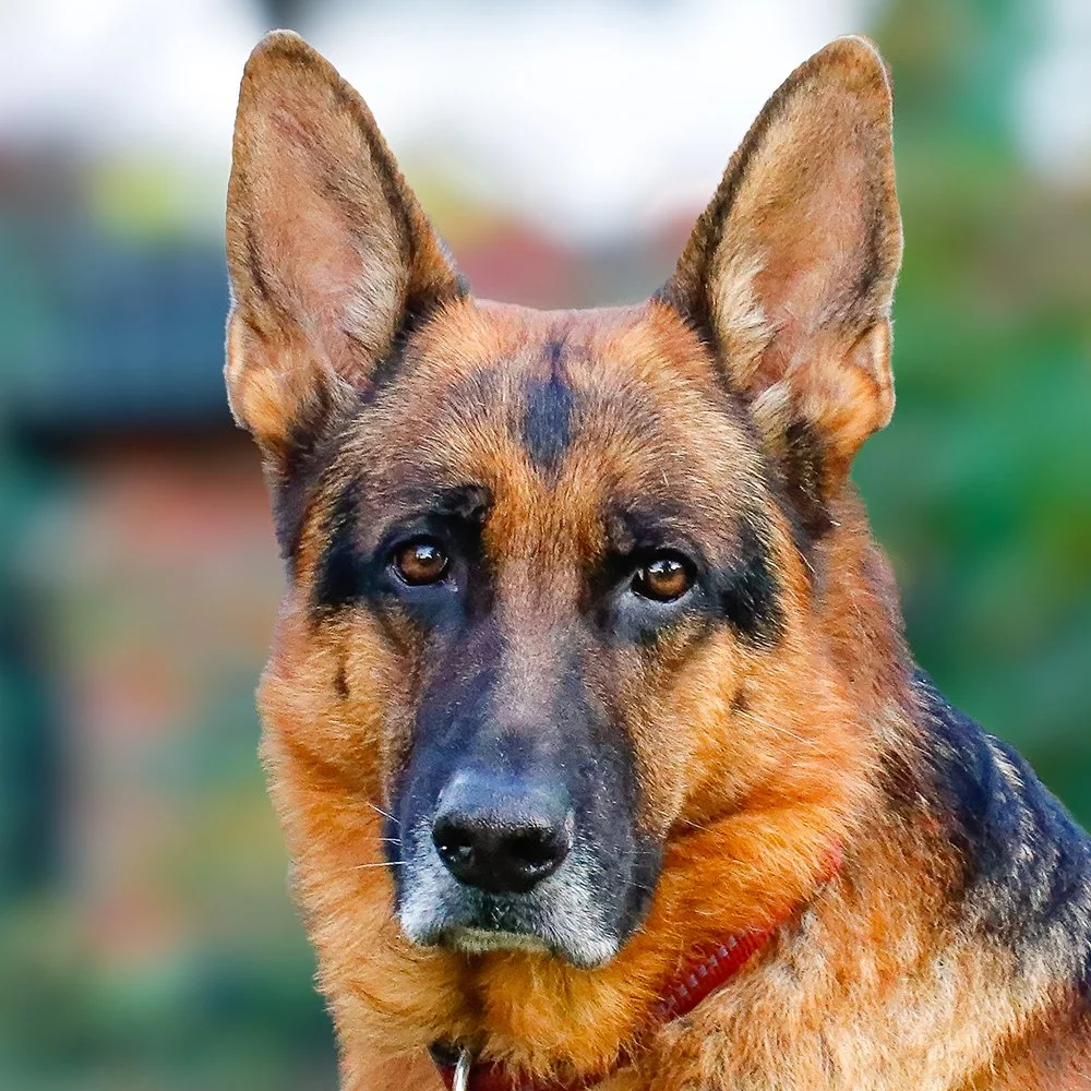 Deutscher Schäferhund Merlin vom Hammelsbacher Hof Porträt