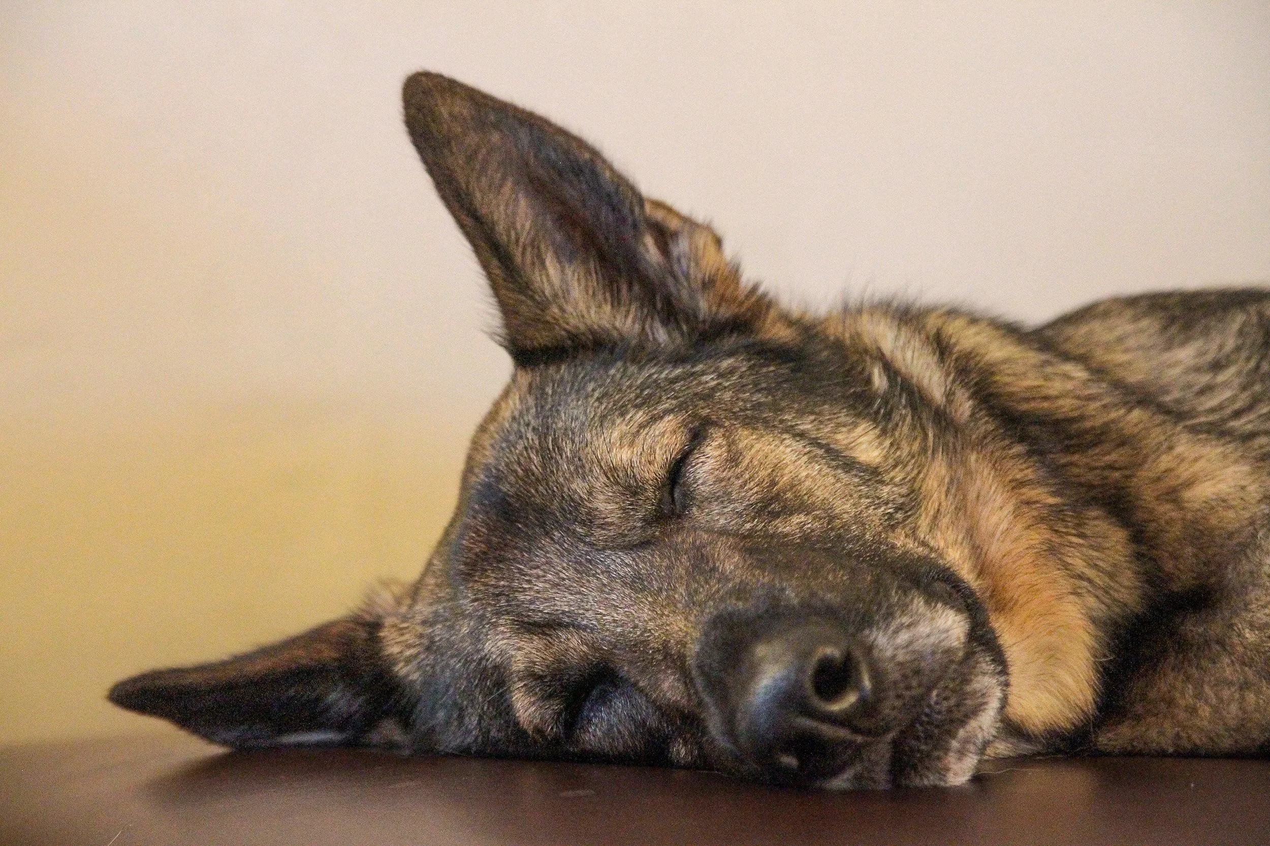 Schäferhündin Njoy von den Querulanten schläft auf einem braunen Sofa.