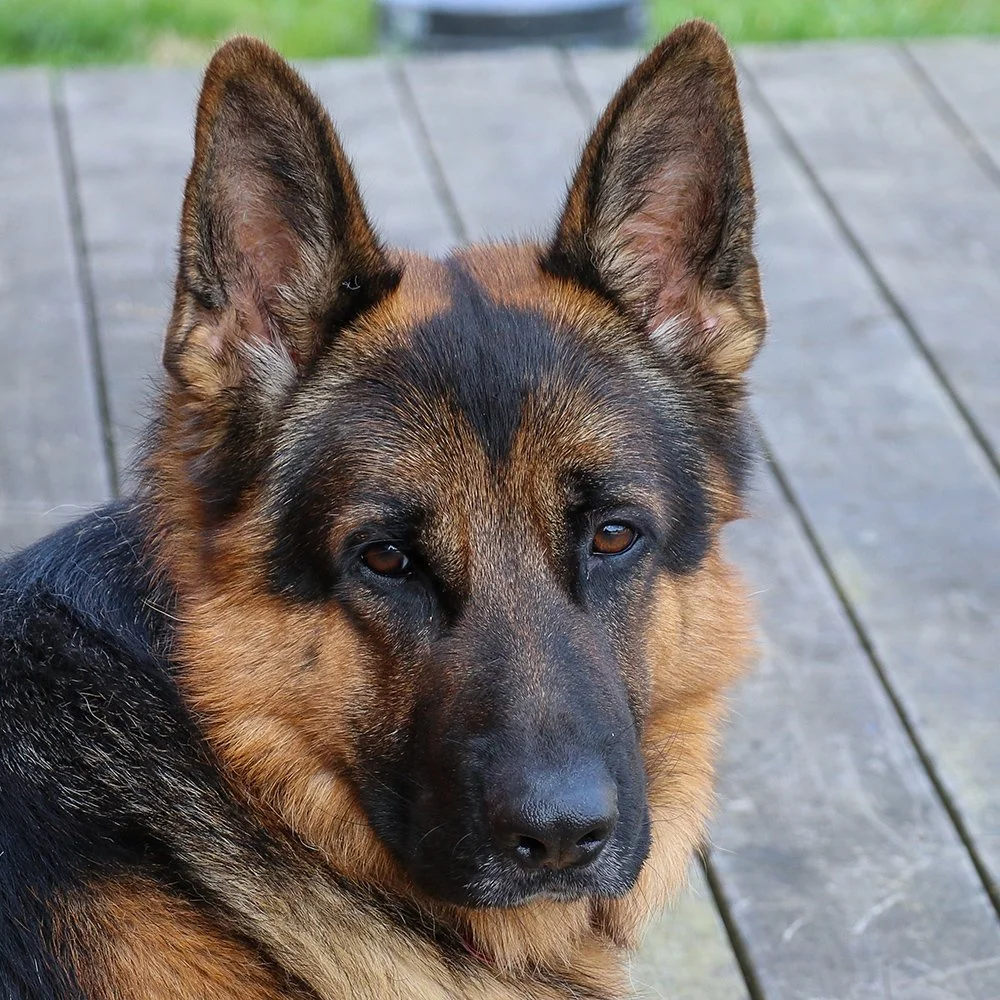 Deutscher Schäferhund Carlos von Regina Pacis Porträt