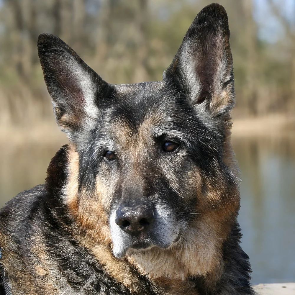 Deutscher Schäferhund Asco Porträt