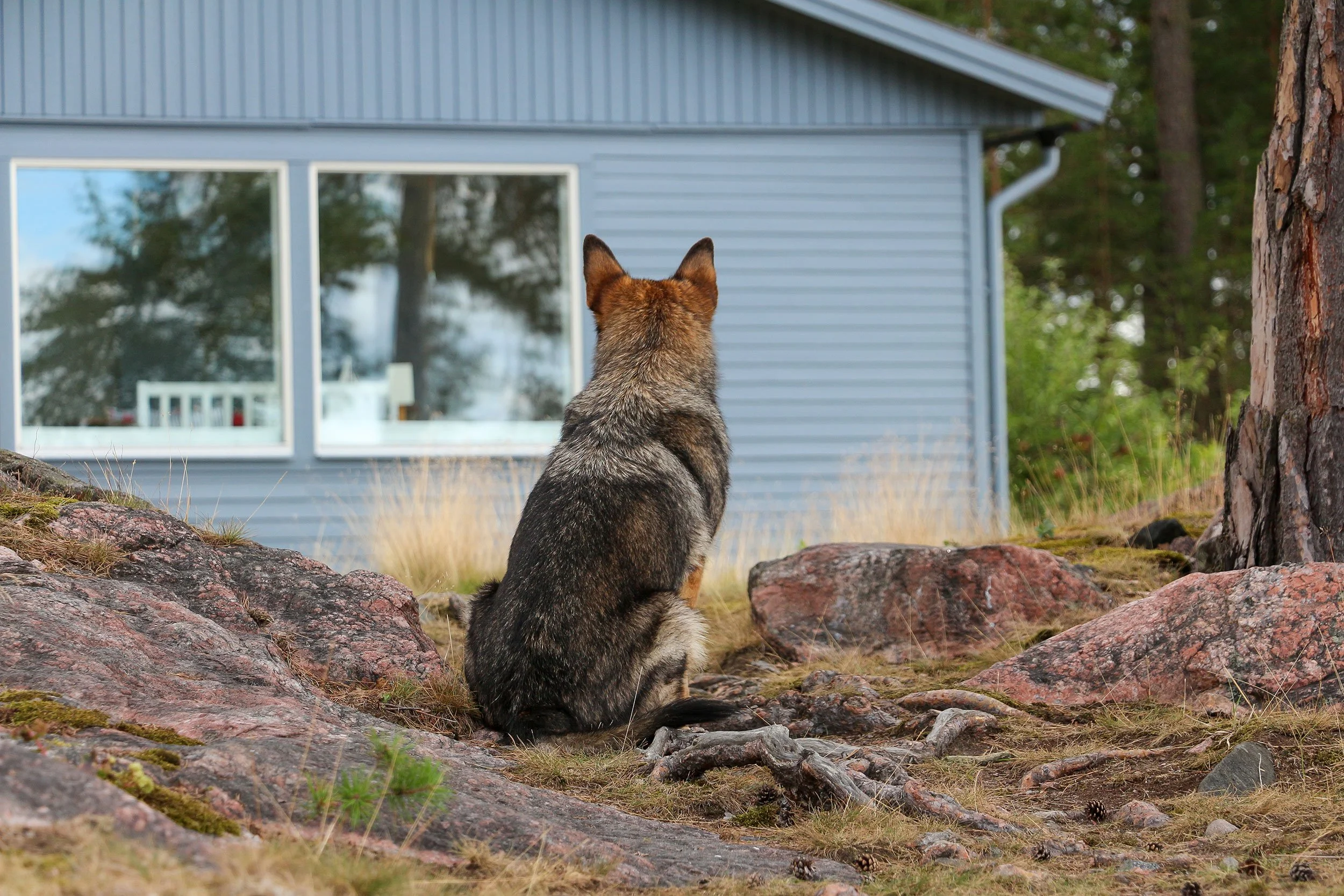 Roxette sitzt vor einem Ferienhaus in Schweden.