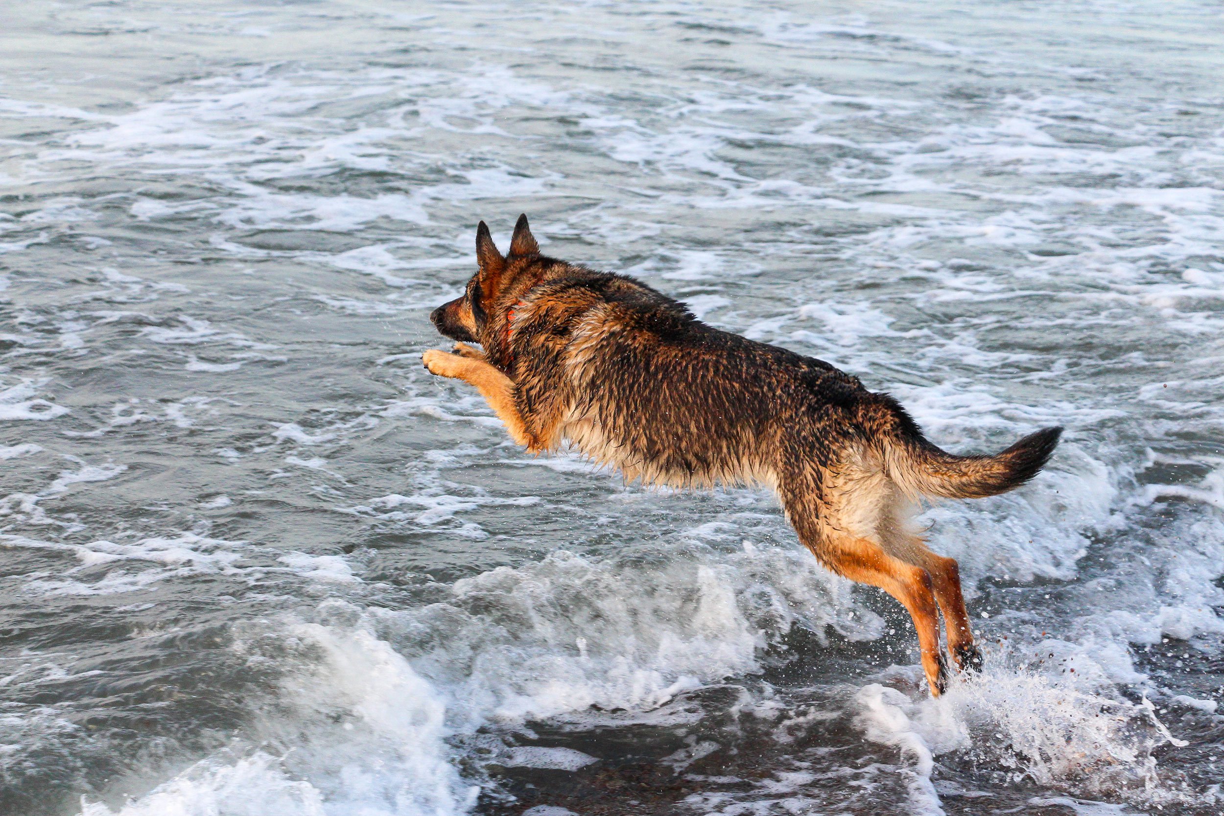 Roxette springt in die Fluten der Ostsee.