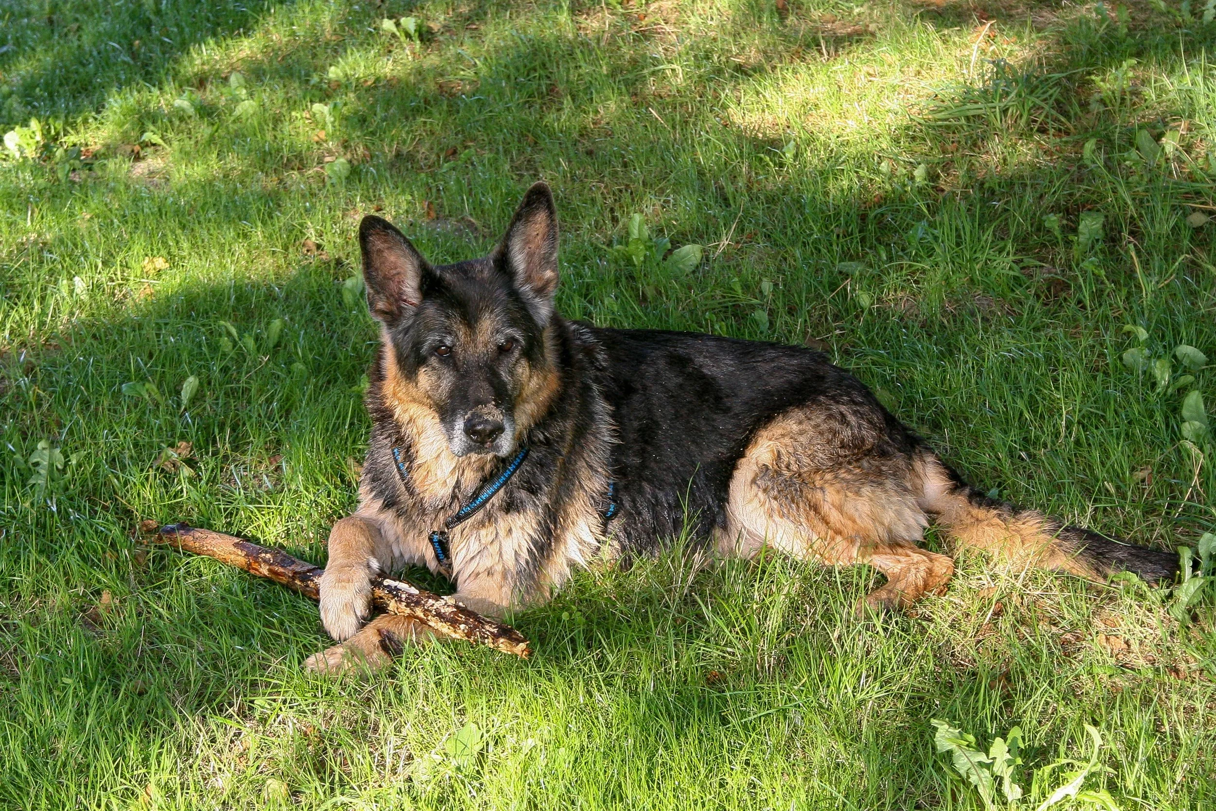 Schäferhund Asco liegt auf einer Wiese.