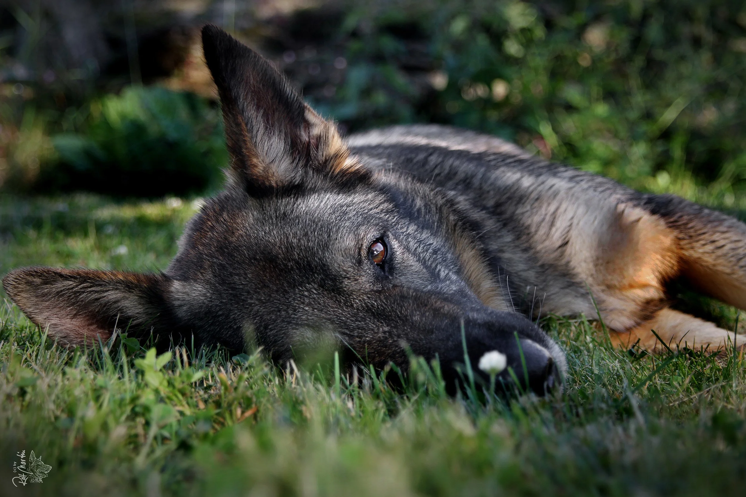 Schäferhündin Njoy von den Querulanten chillt im Gras.