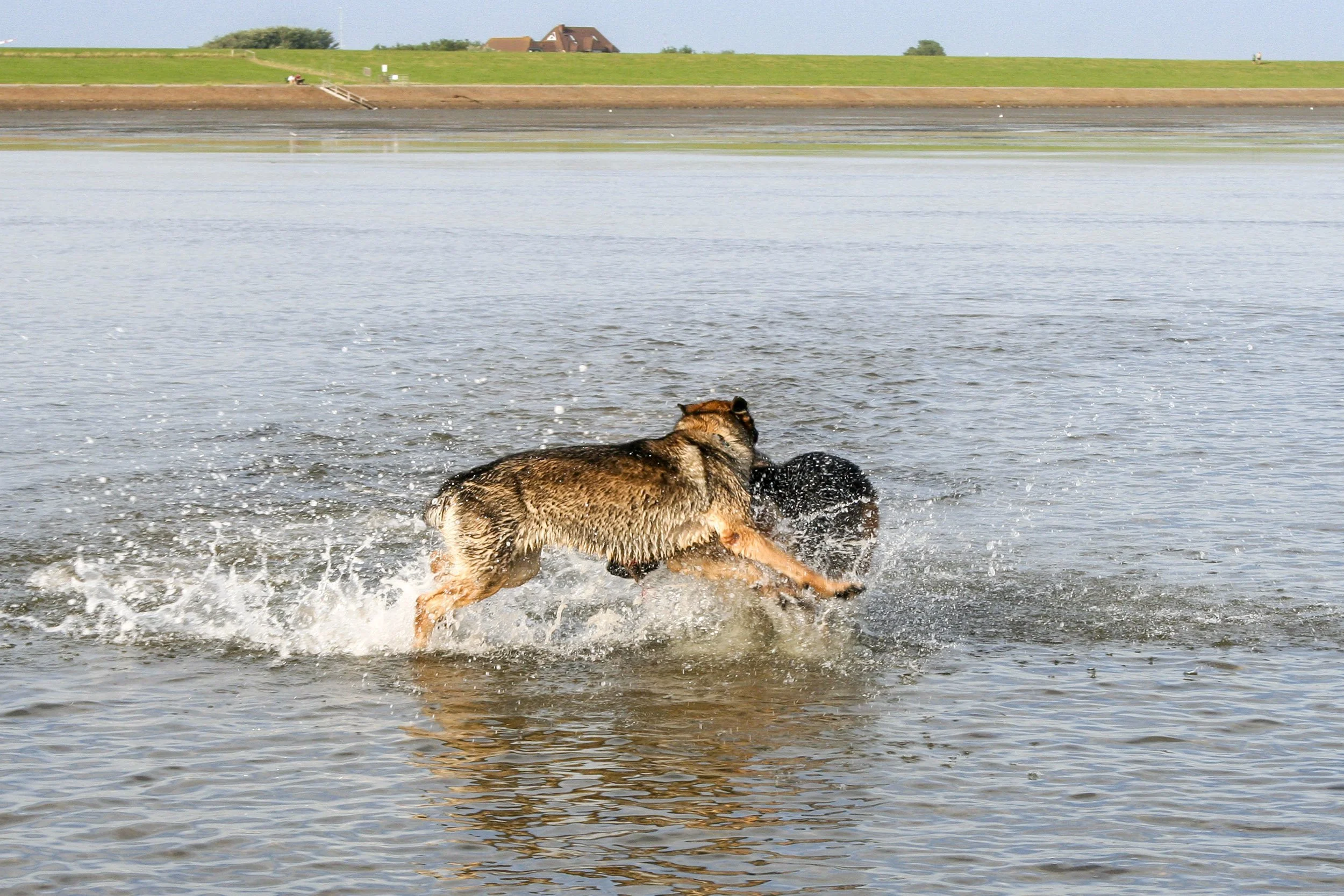 Ein Hund läuft durch das Wasser an einem See mit grünen Ufer und einem Haus im Hintergrund.