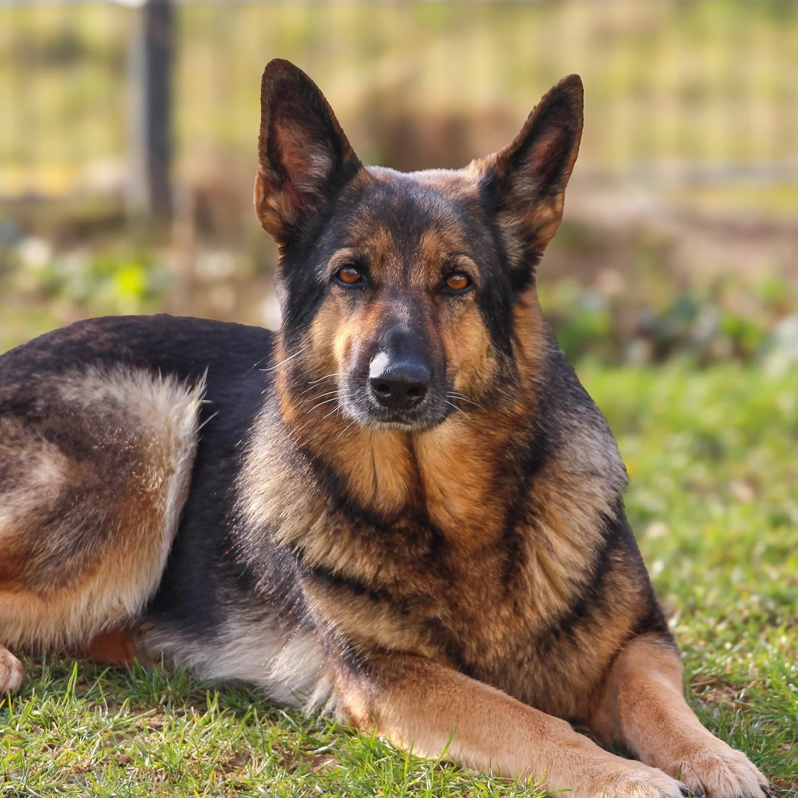 Schäferhündin Roxette vom Steinernen Tisch liegt im Gras.