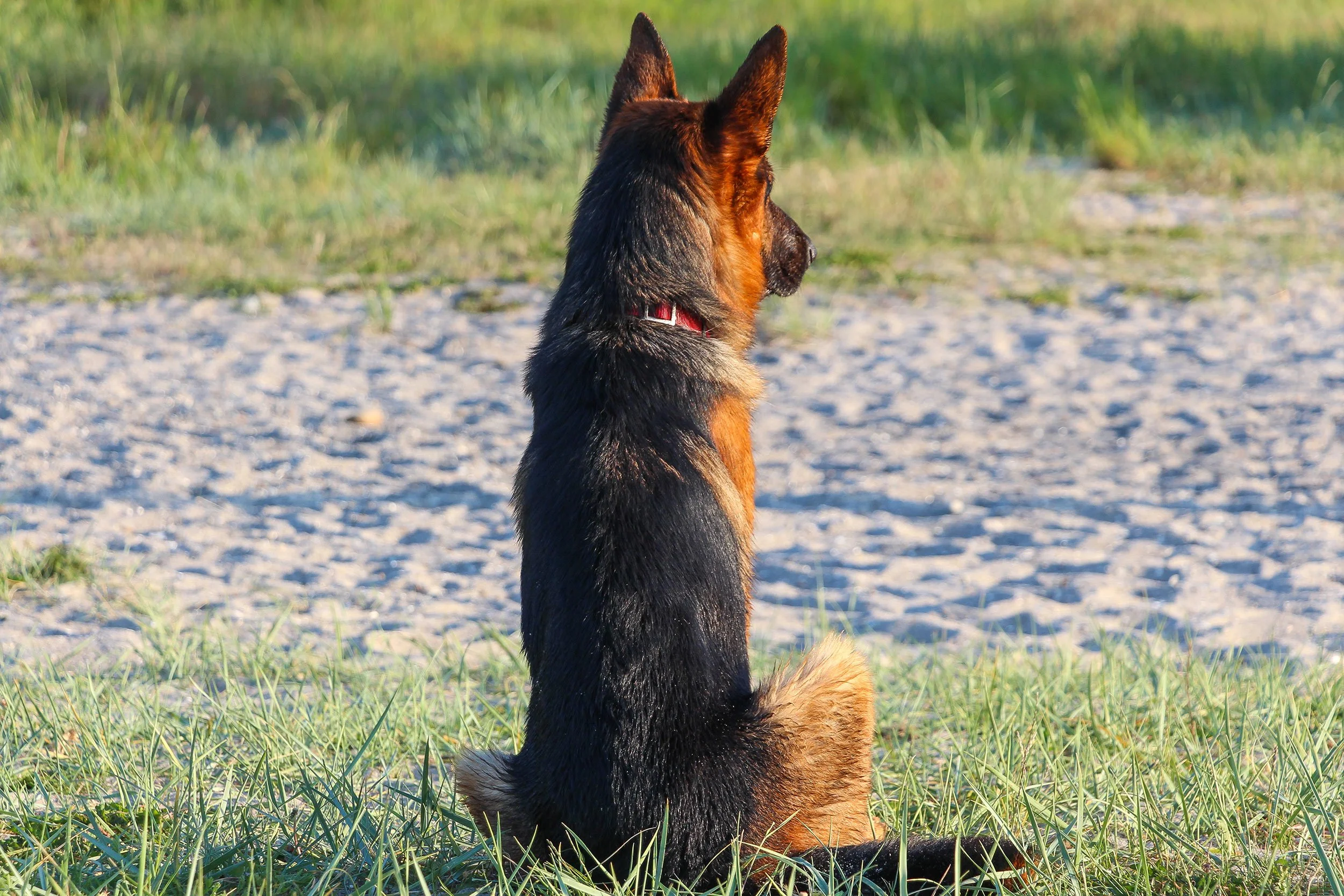 Schäferhund Merlin vom Hammelsbacher Hof chillt an eine Sandstrand.