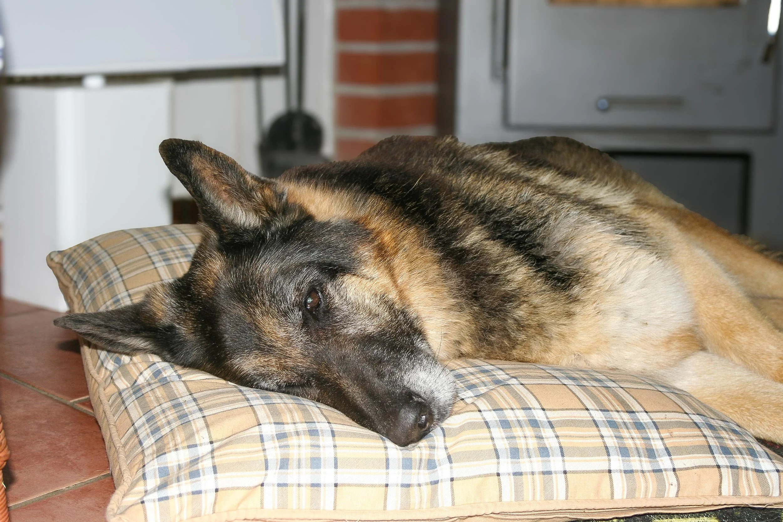 Schäferhund Asco schläft auf einem kuscheligen Kissen.