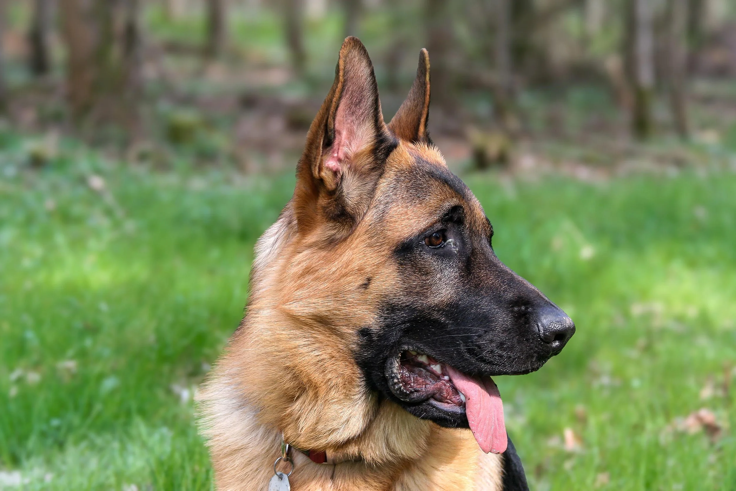 Schäferhund Shino vom Thermodos schaut sich aufgeregt im Wald um.