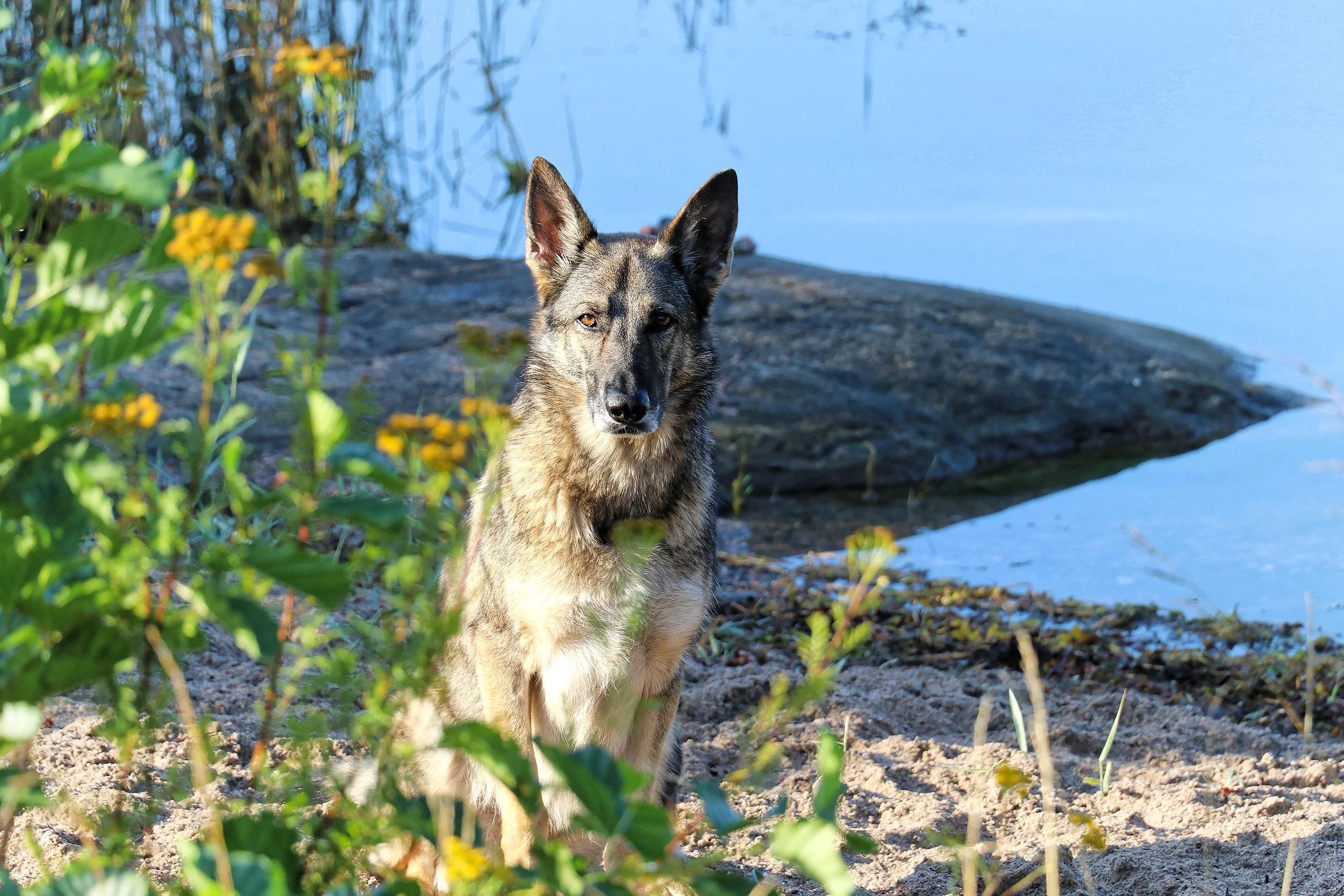 2019-08-Nykoeping-FH-Fredoen-158-LrC-2500.jpg