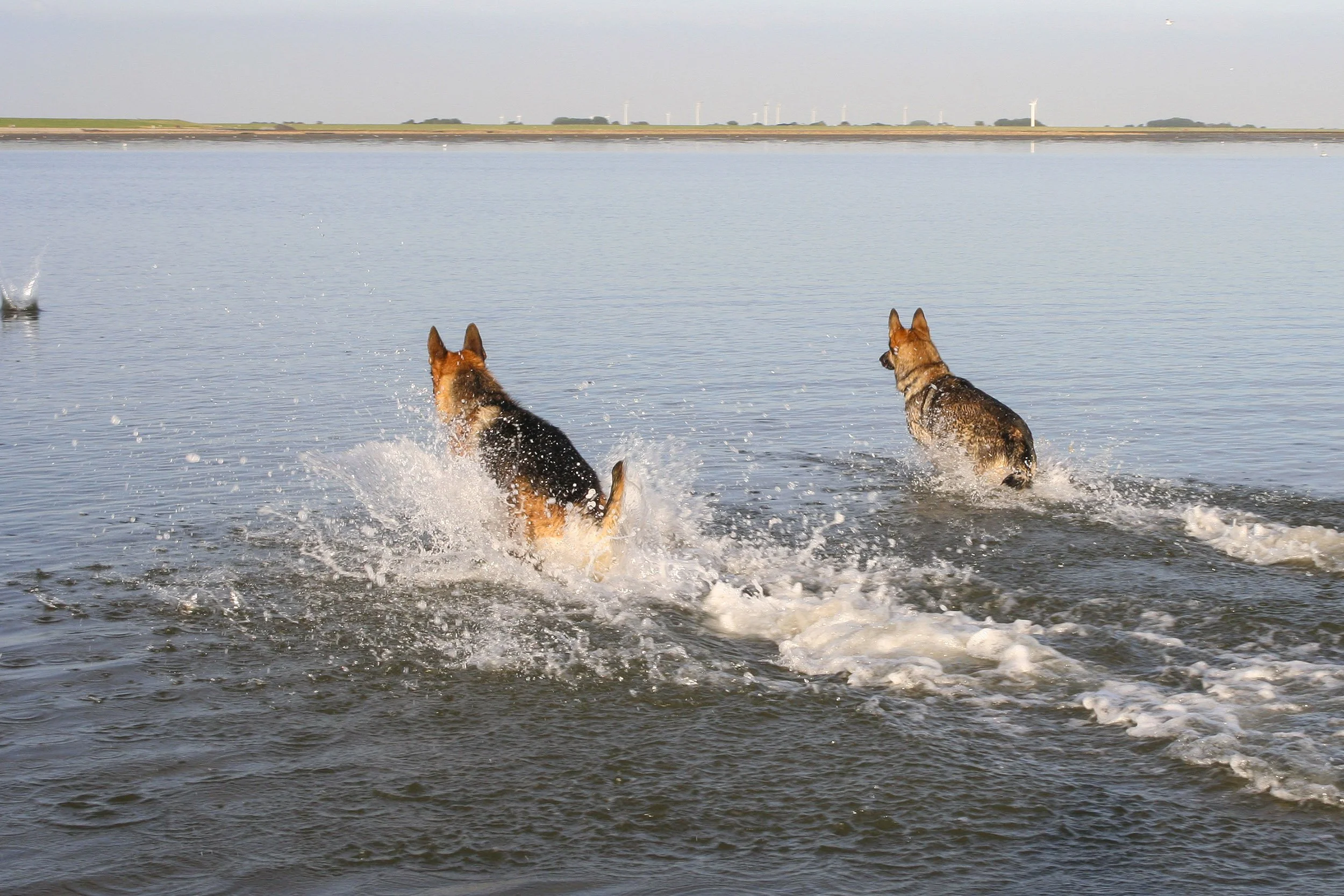 Zwei Hunde laufen im Wasser und springen ins Wasser, während im Hintergrund Windkraftanlagen auf dem Horizont zu sehen sind.