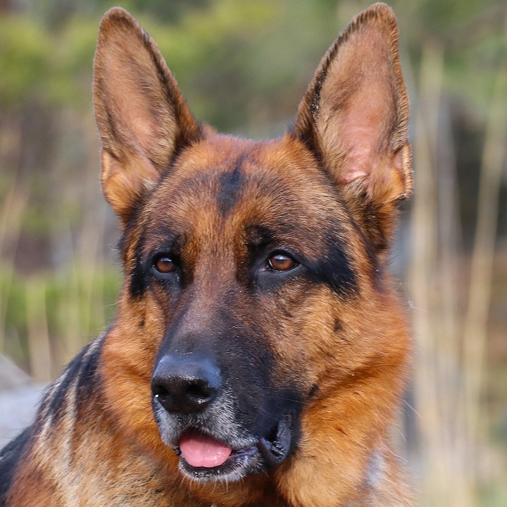 Deutscher Schäferhund Merlin vom Hammelsbacher Hof Porträt